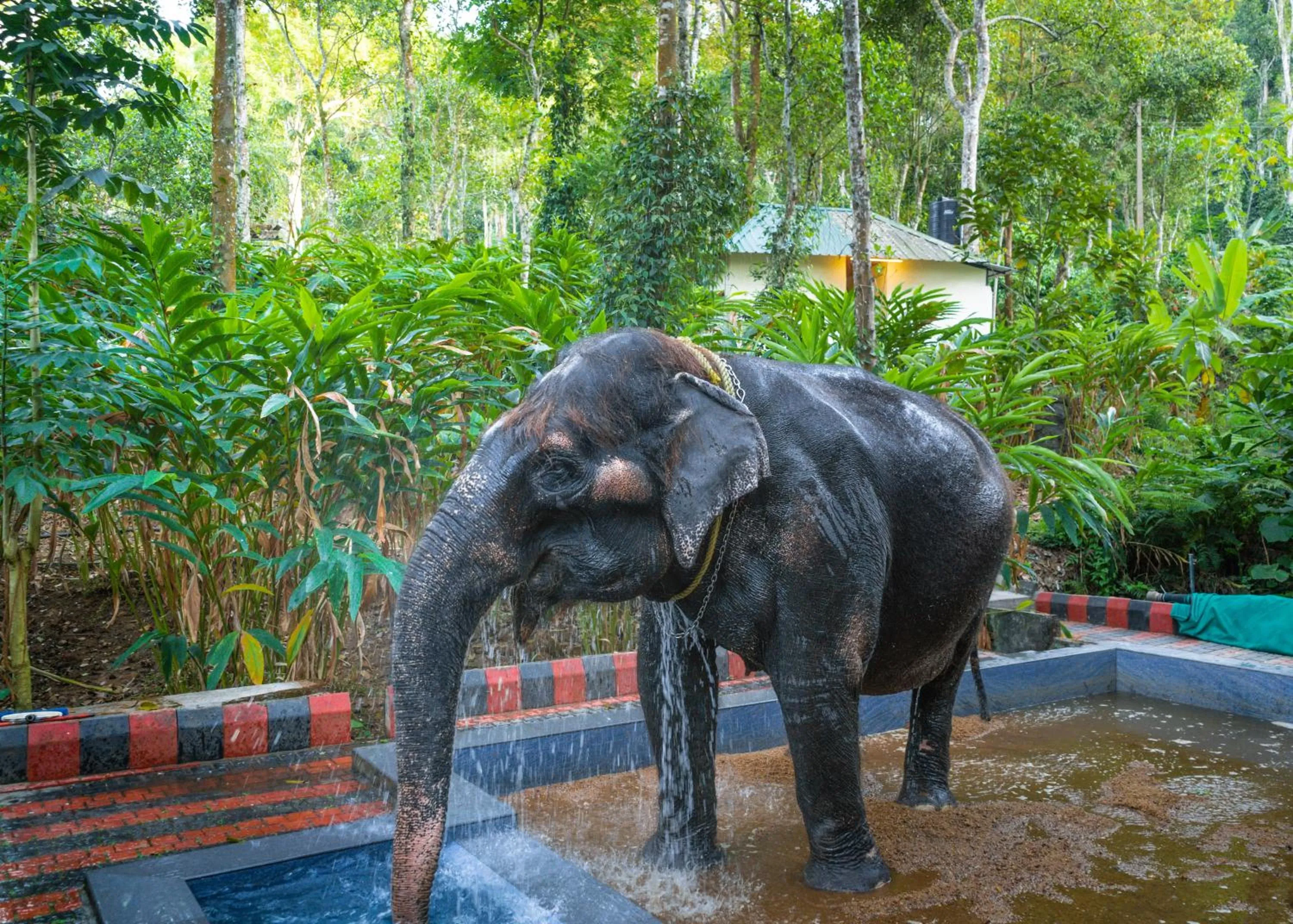 Activities in Amritara Shalimar Spice Garden Resort & Spa