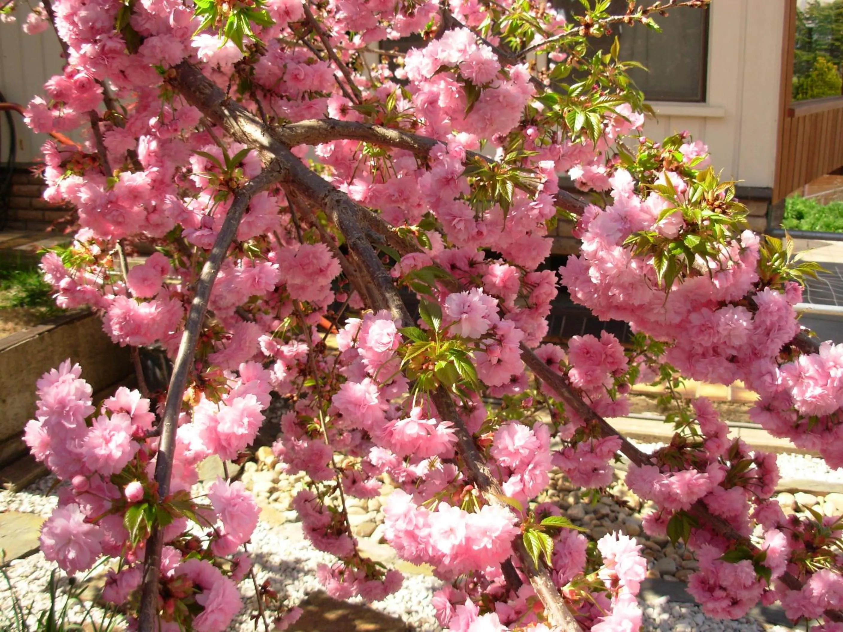 Garden in Bathurst Heights Bed & Breakfast