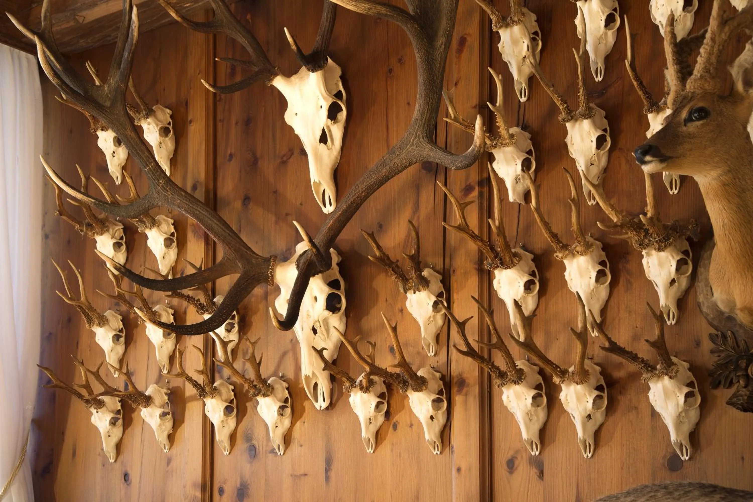 Restaurant/places to eat in Hotel Bergland