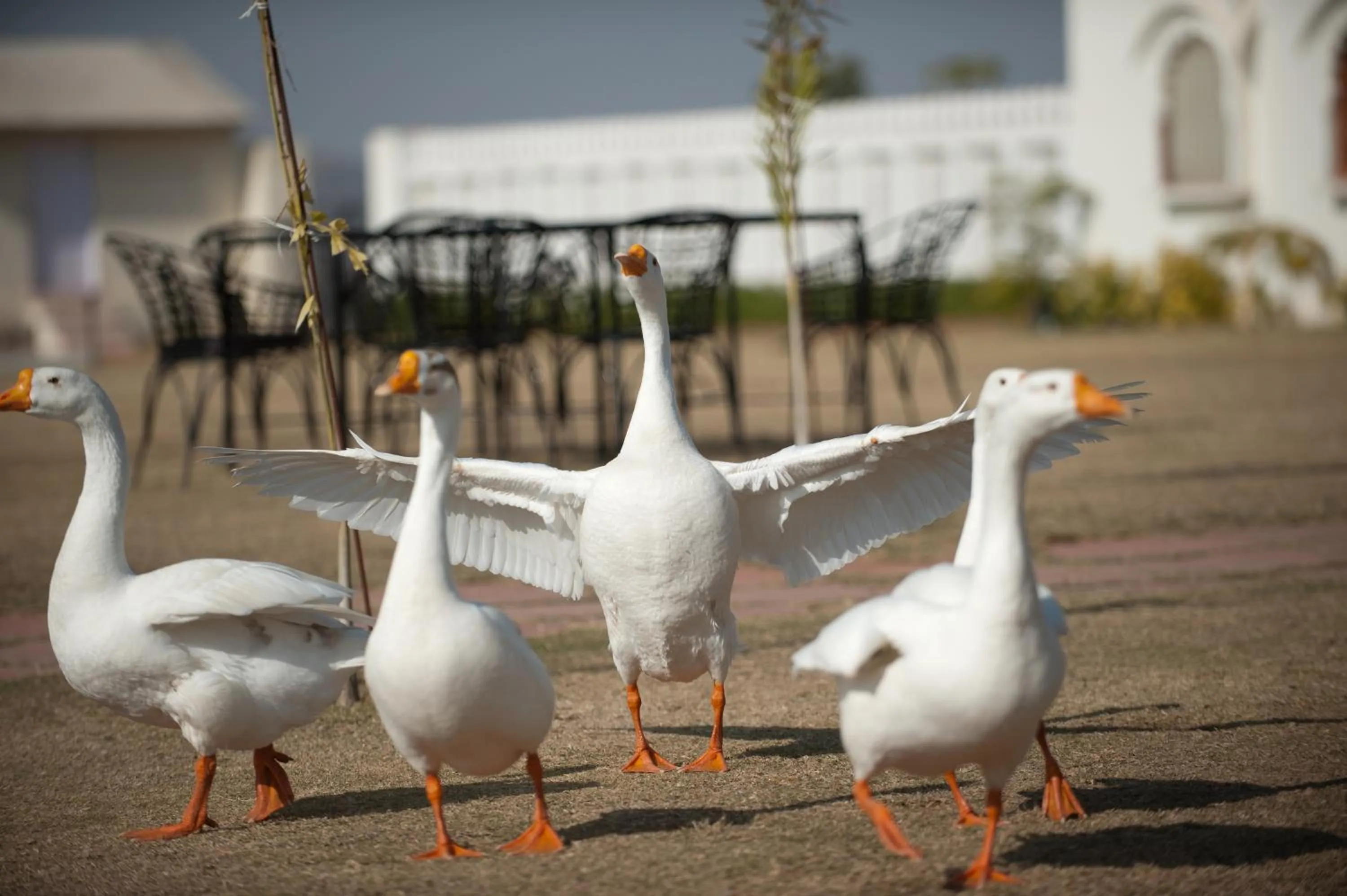 Animals in Aaram Baagh Pushkar by Pachar Group