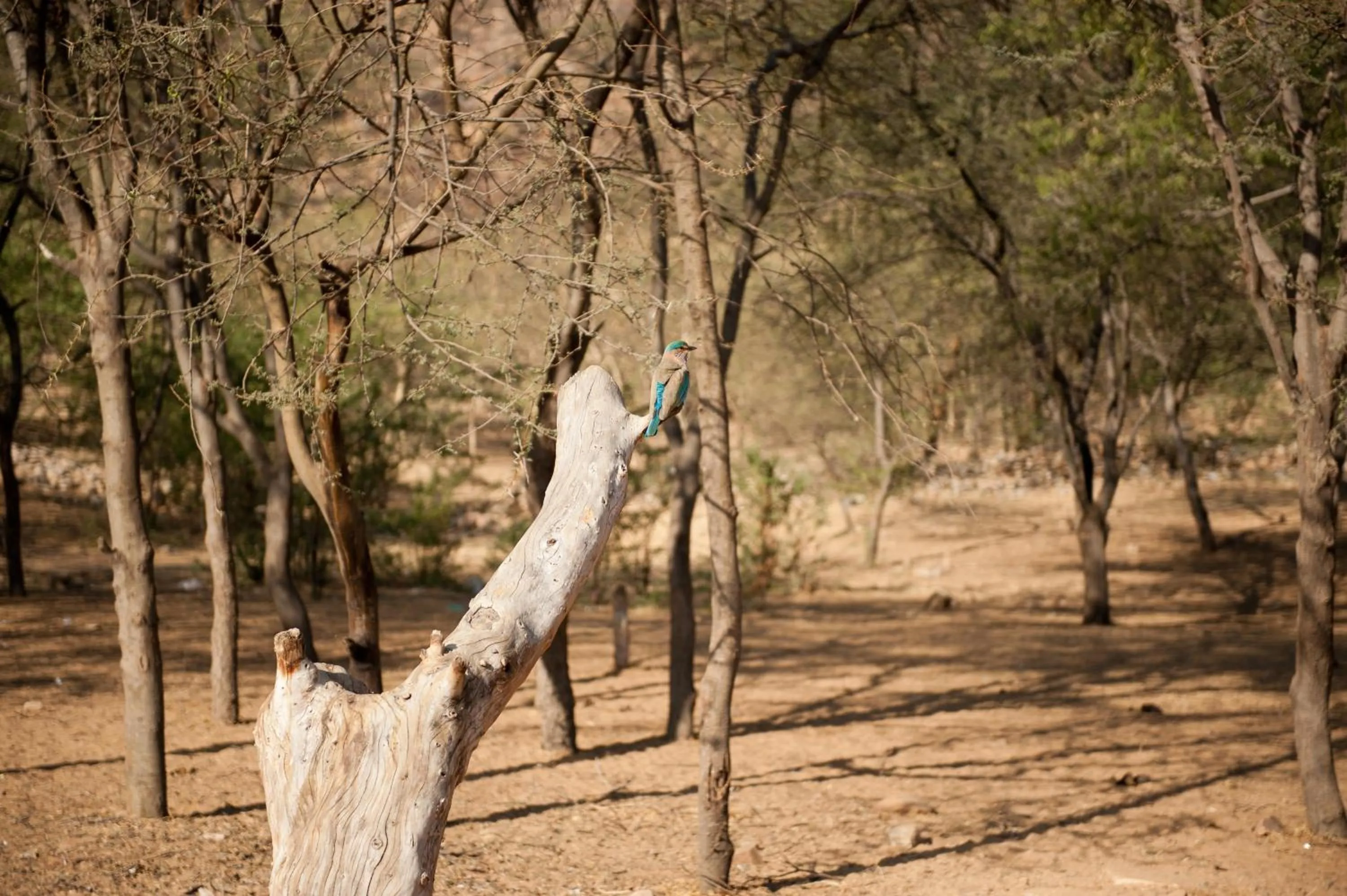 Other in Aaram Baagh Pushkar by Pachar Group