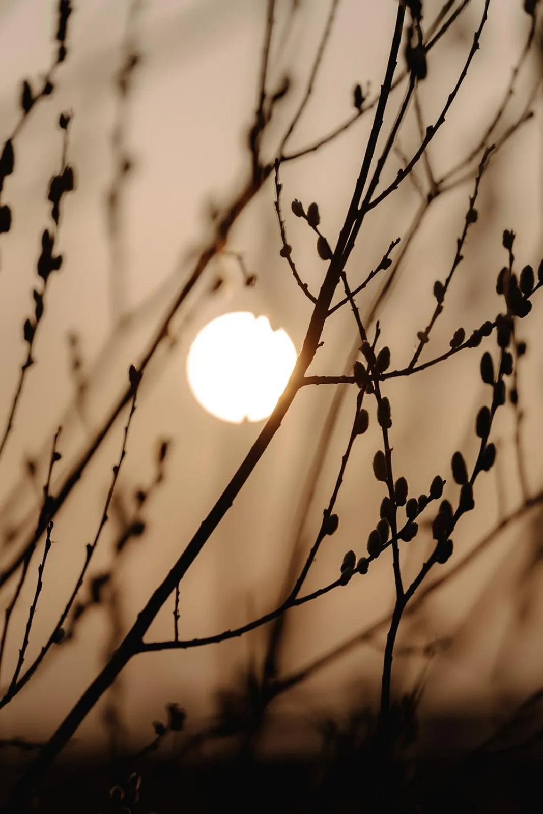Garden view in Hotel zur Treene
