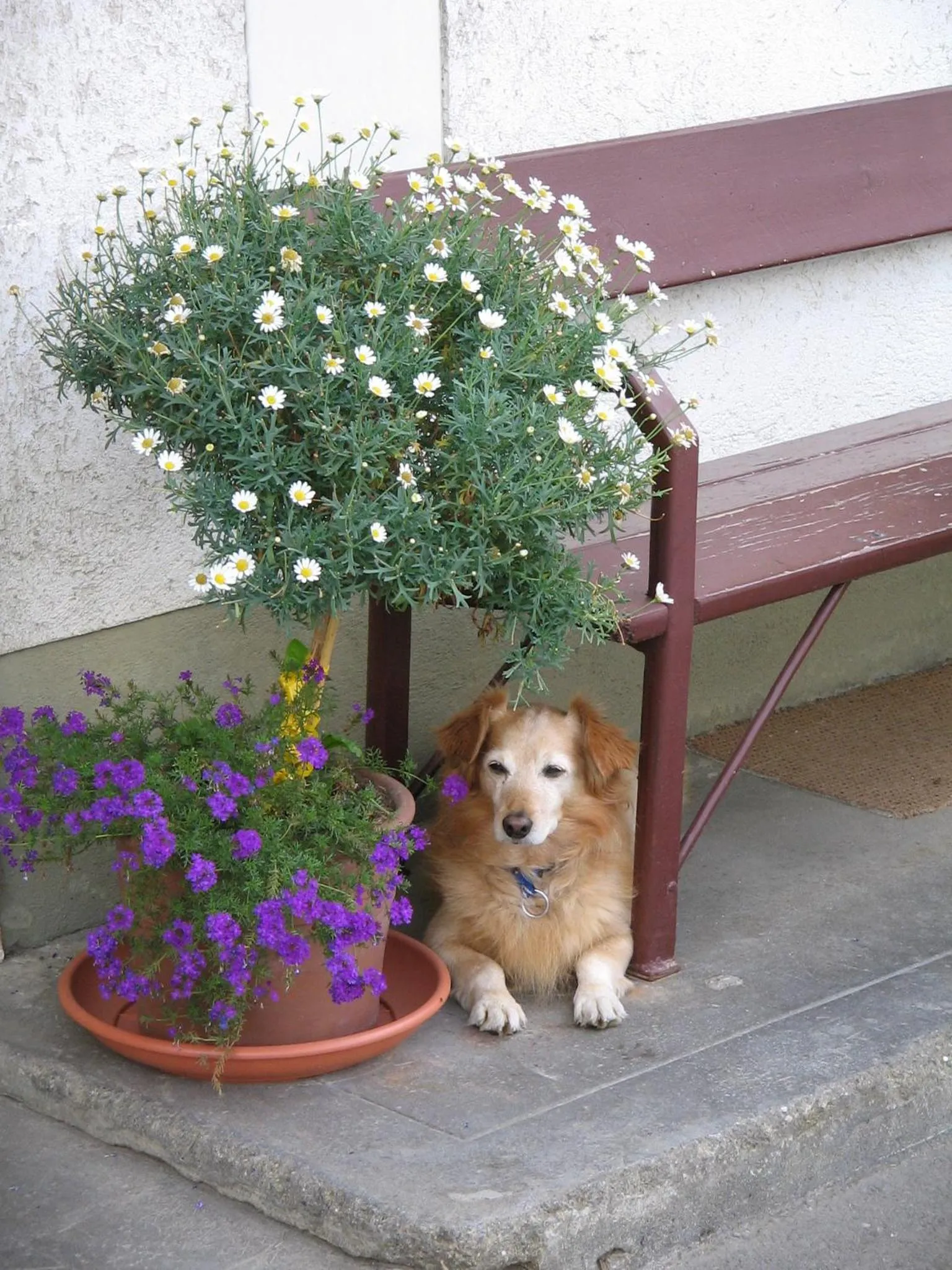 Animals in Der Graggober