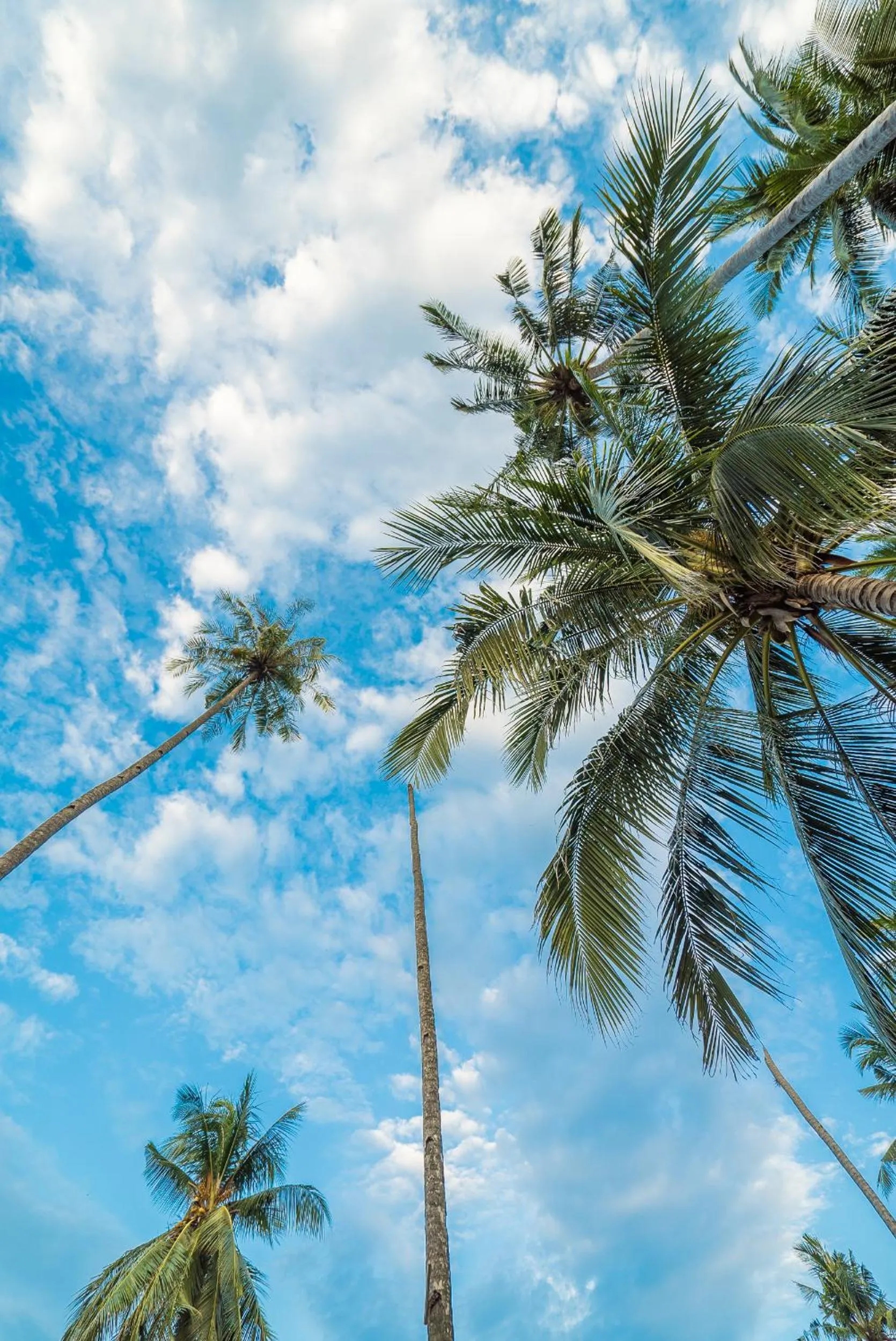 Natural landscape in 1511 Coconut Grove