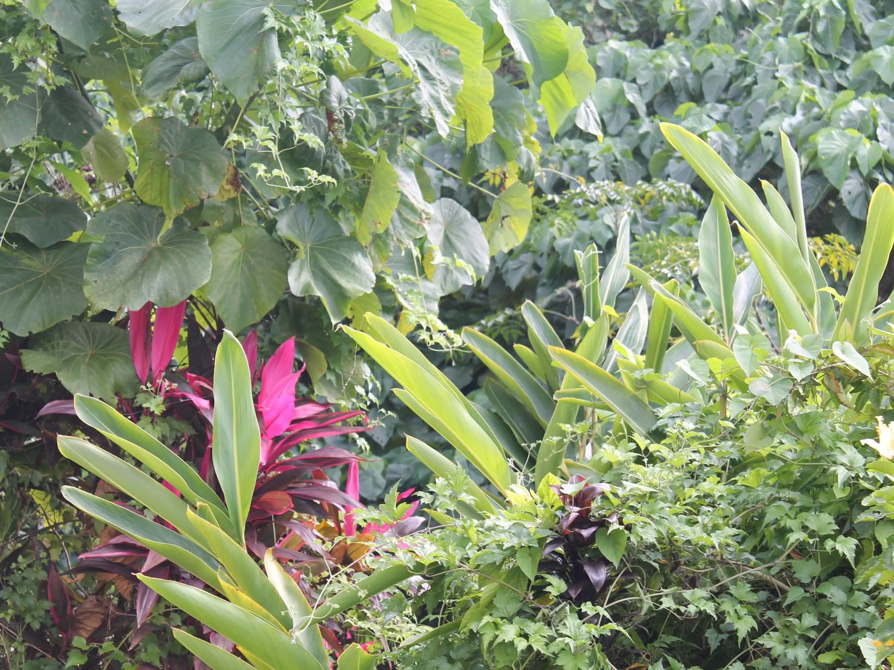 Garden in Pine Shima Resort Coral Fish