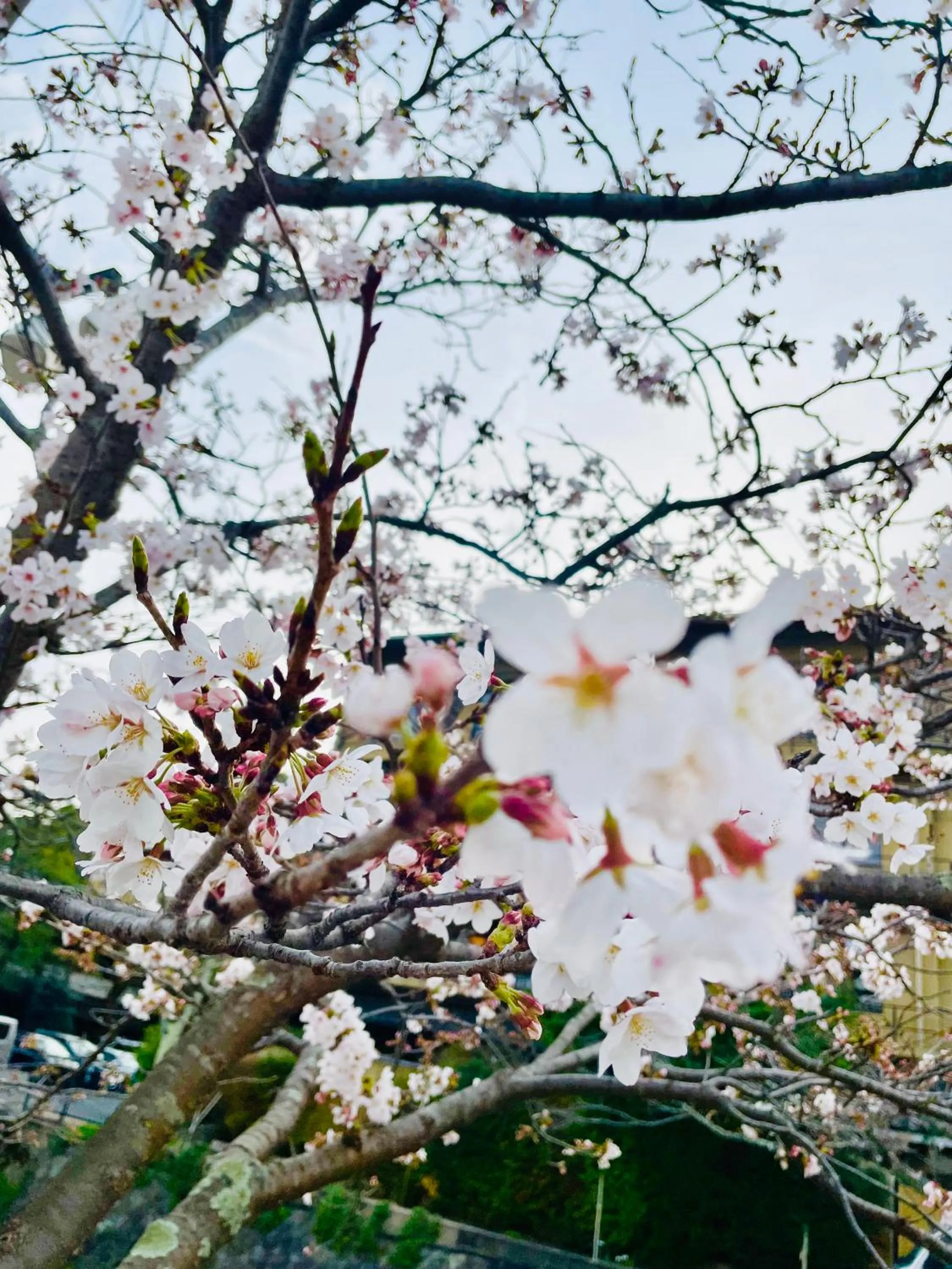 Spring in Kyoto Sanjo Ohashi