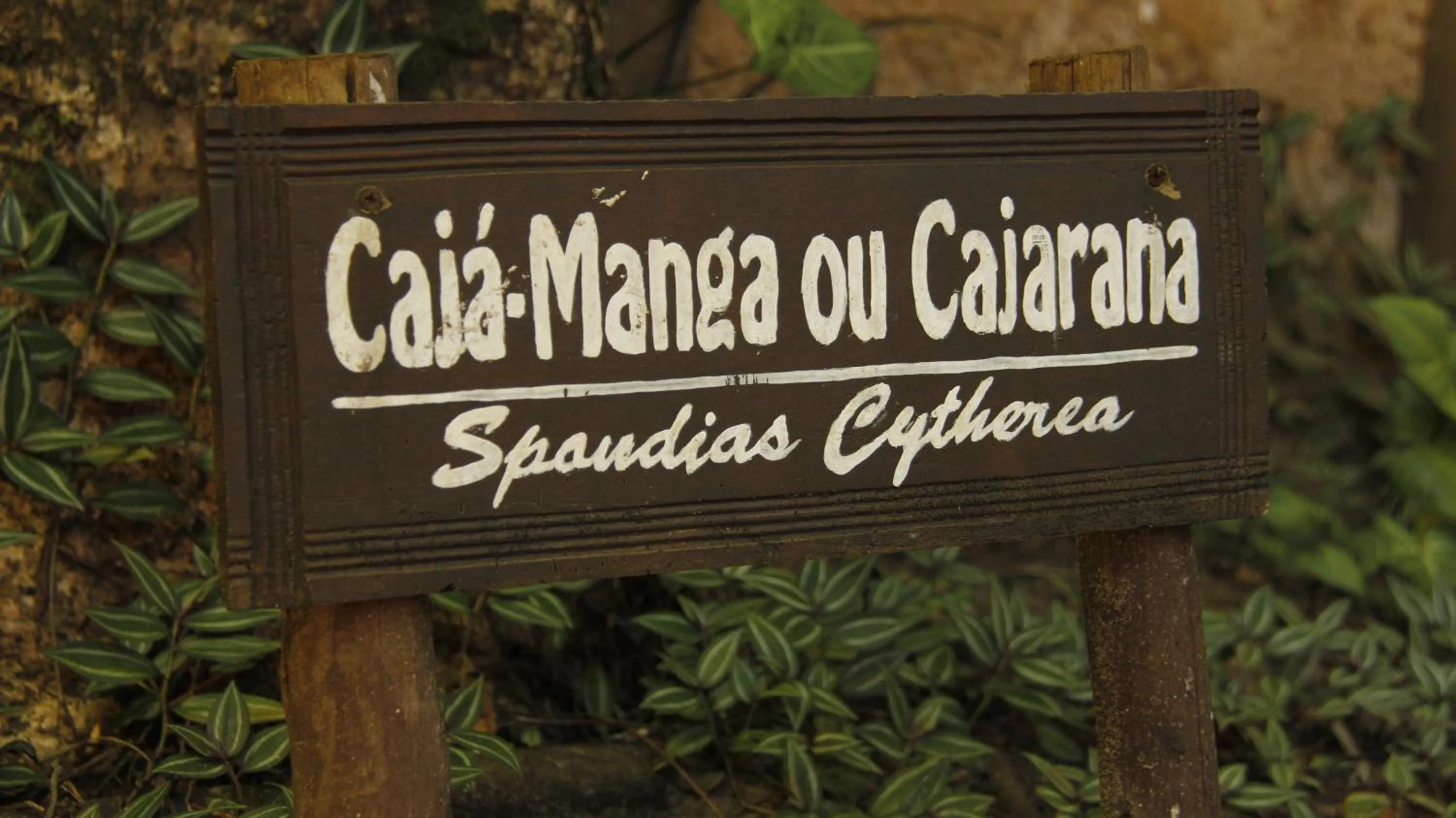 Garden in Pousada Fruta Pão