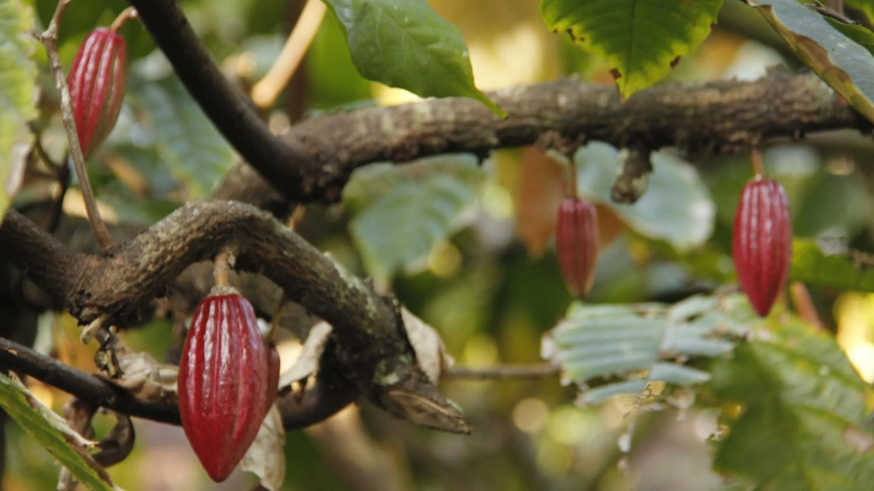 Garden in Pousada Fruta Pão