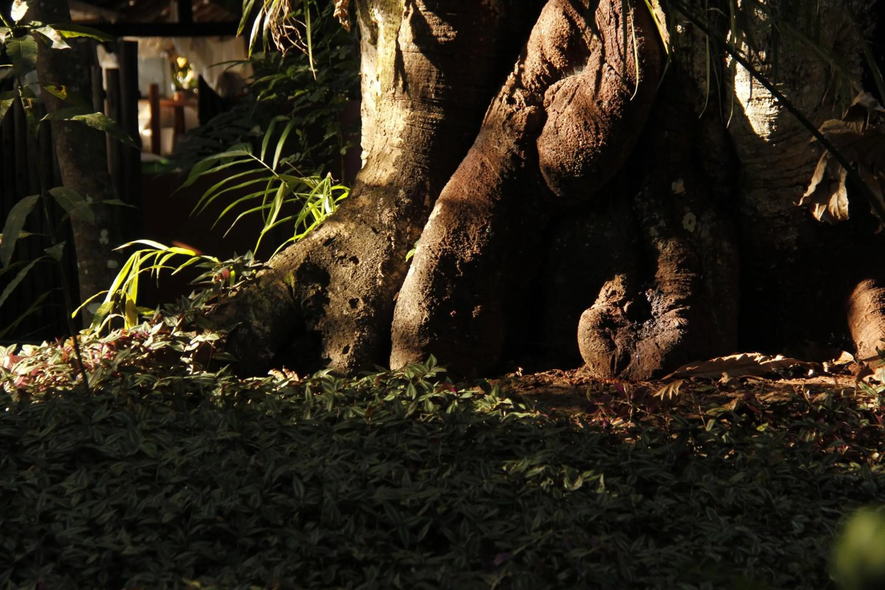 Garden in Pousada Fruta Pão