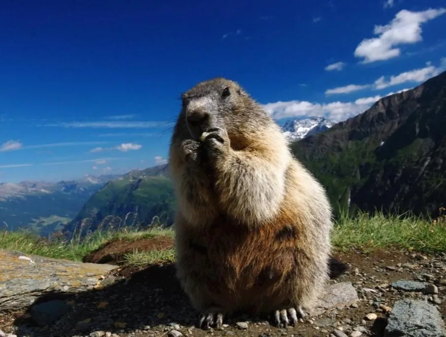 Other Animals in La Ghita