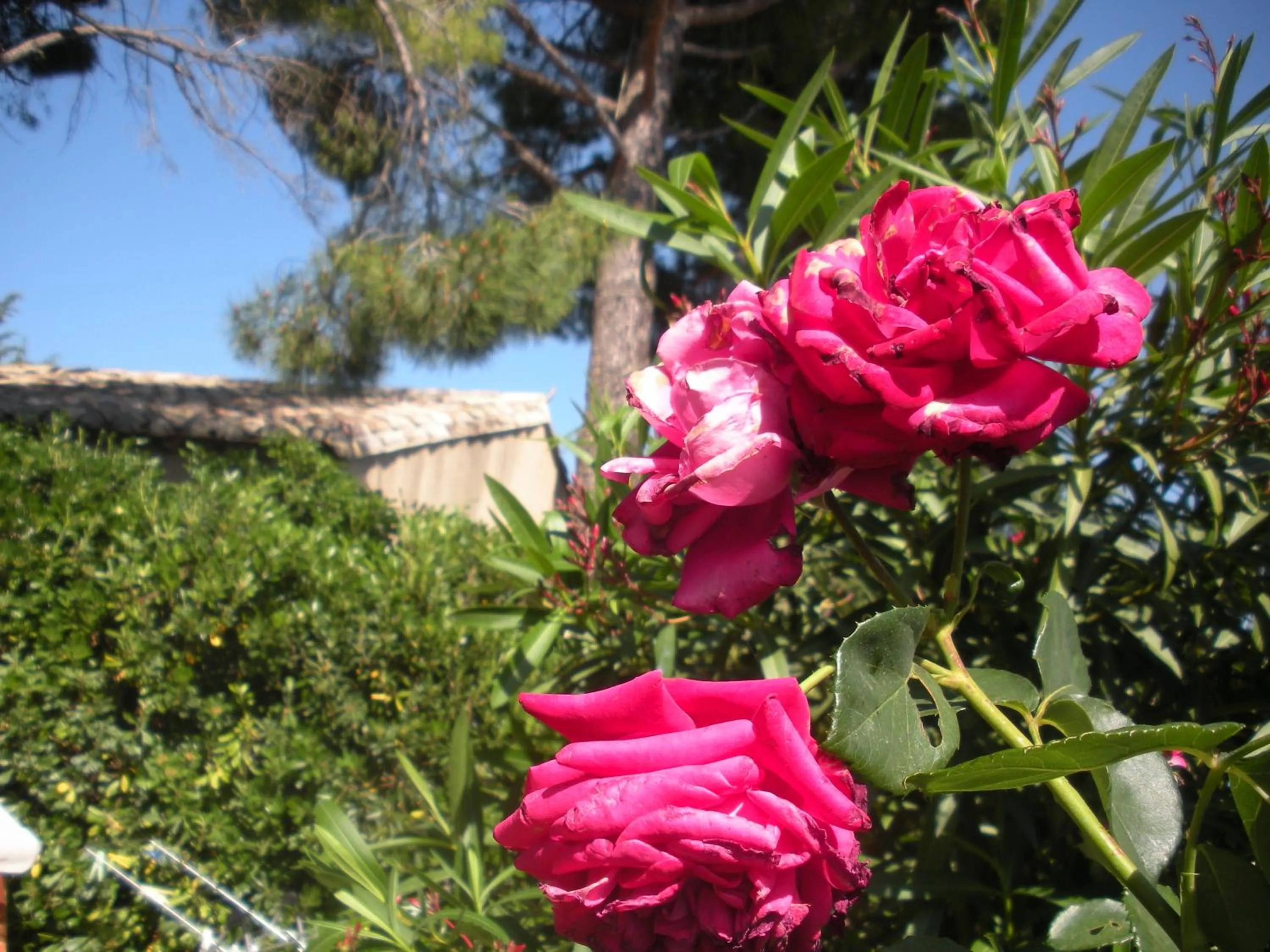 Garden in Gites Climatisés Piscine Chauffée La Balancelle