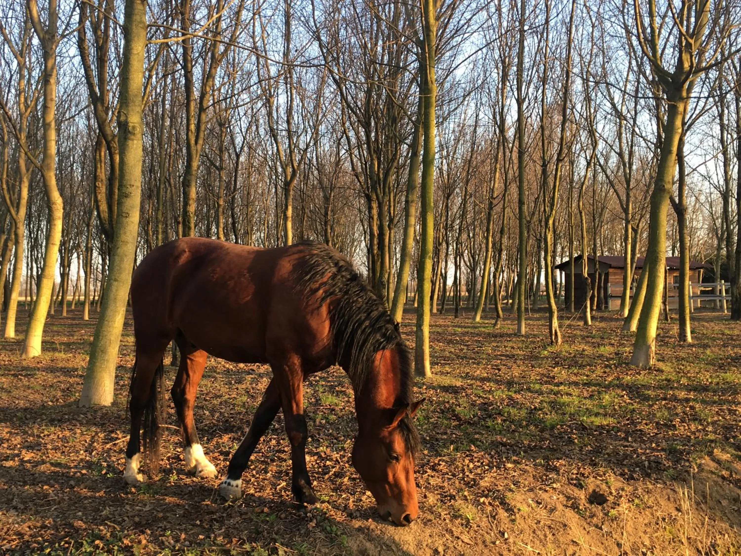 Animals in Agriturismo Corte Rocca