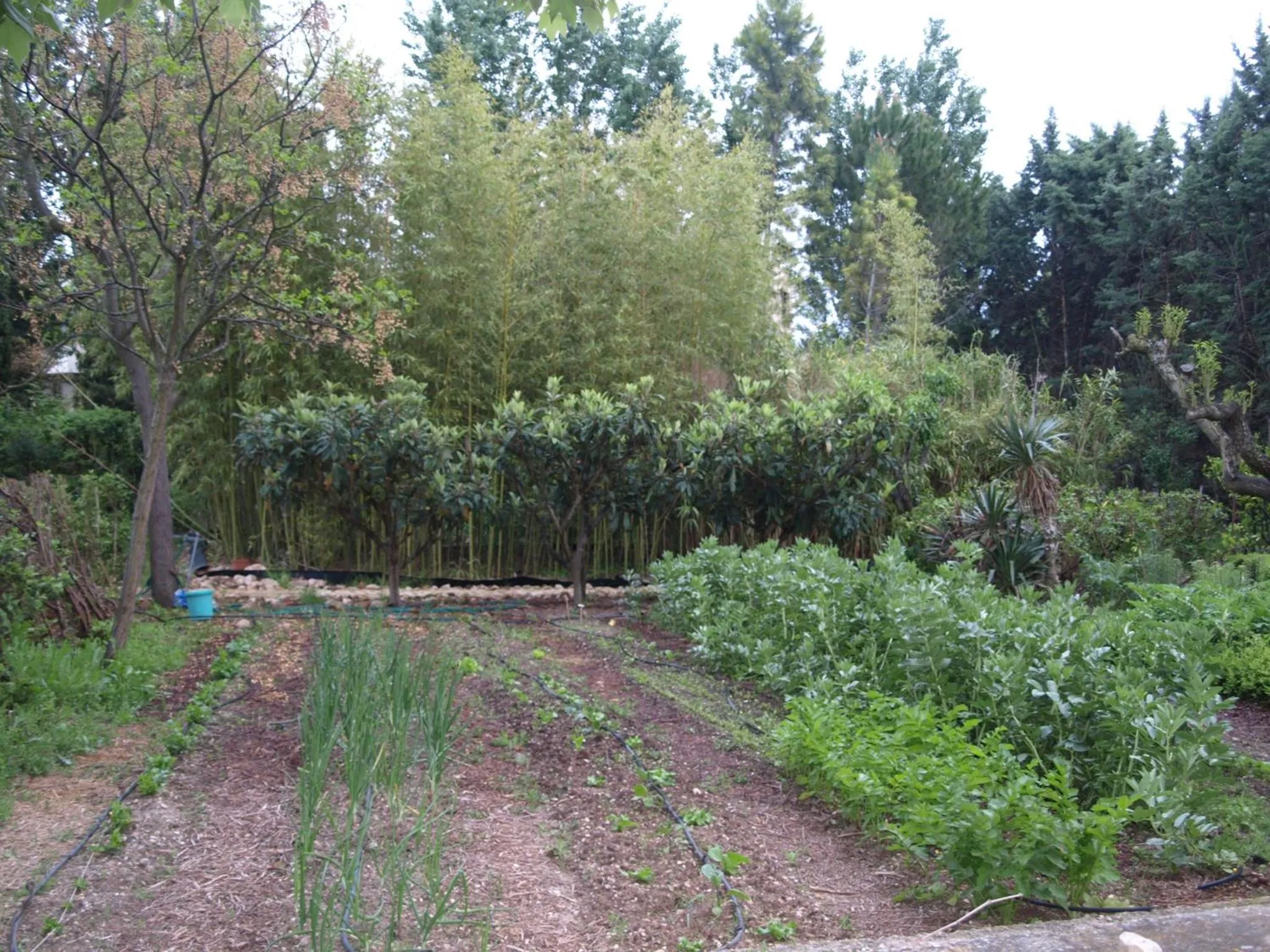 Garden in La Gracette
