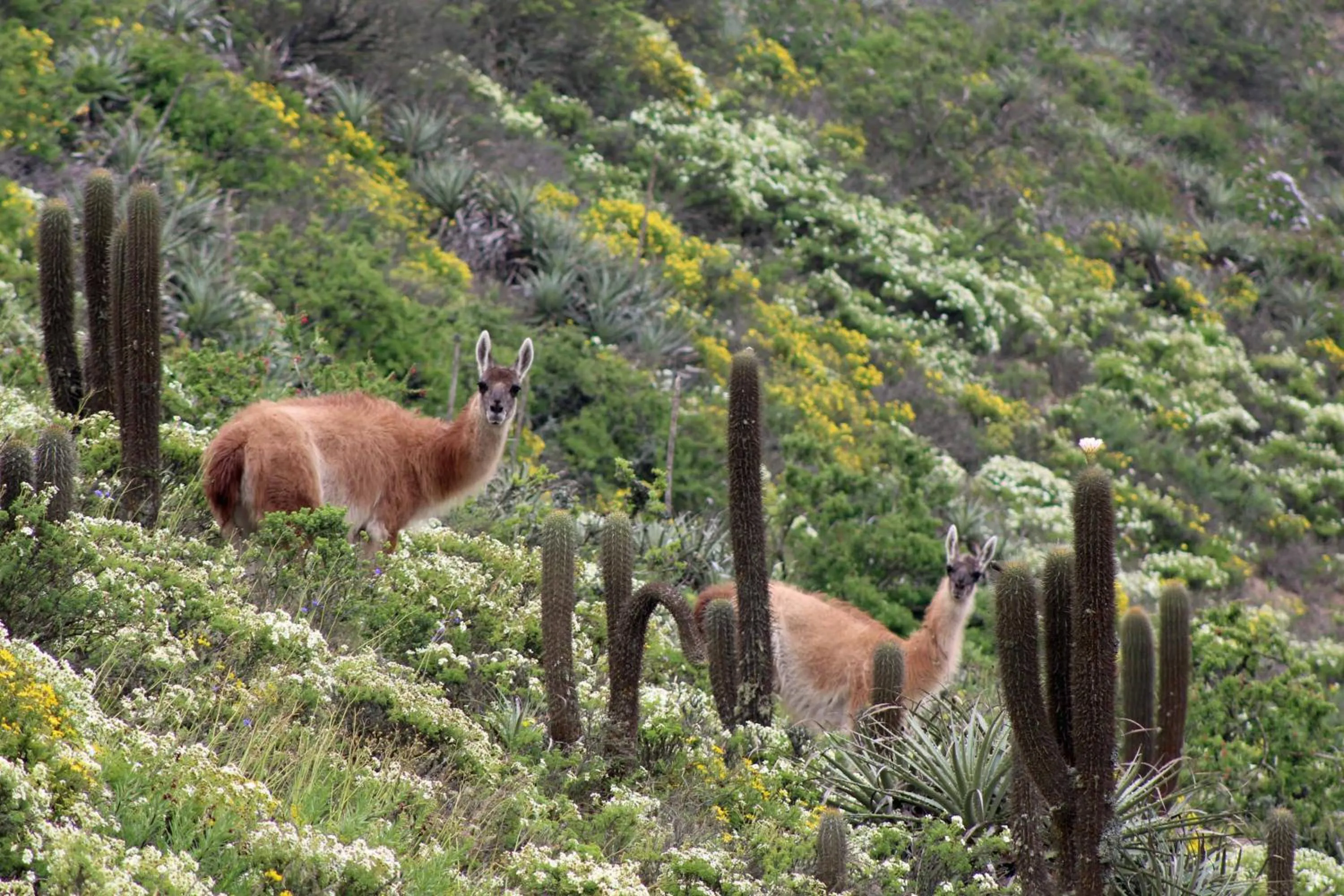 Spring in Hotel Boutique Terra Diaguita & Spa