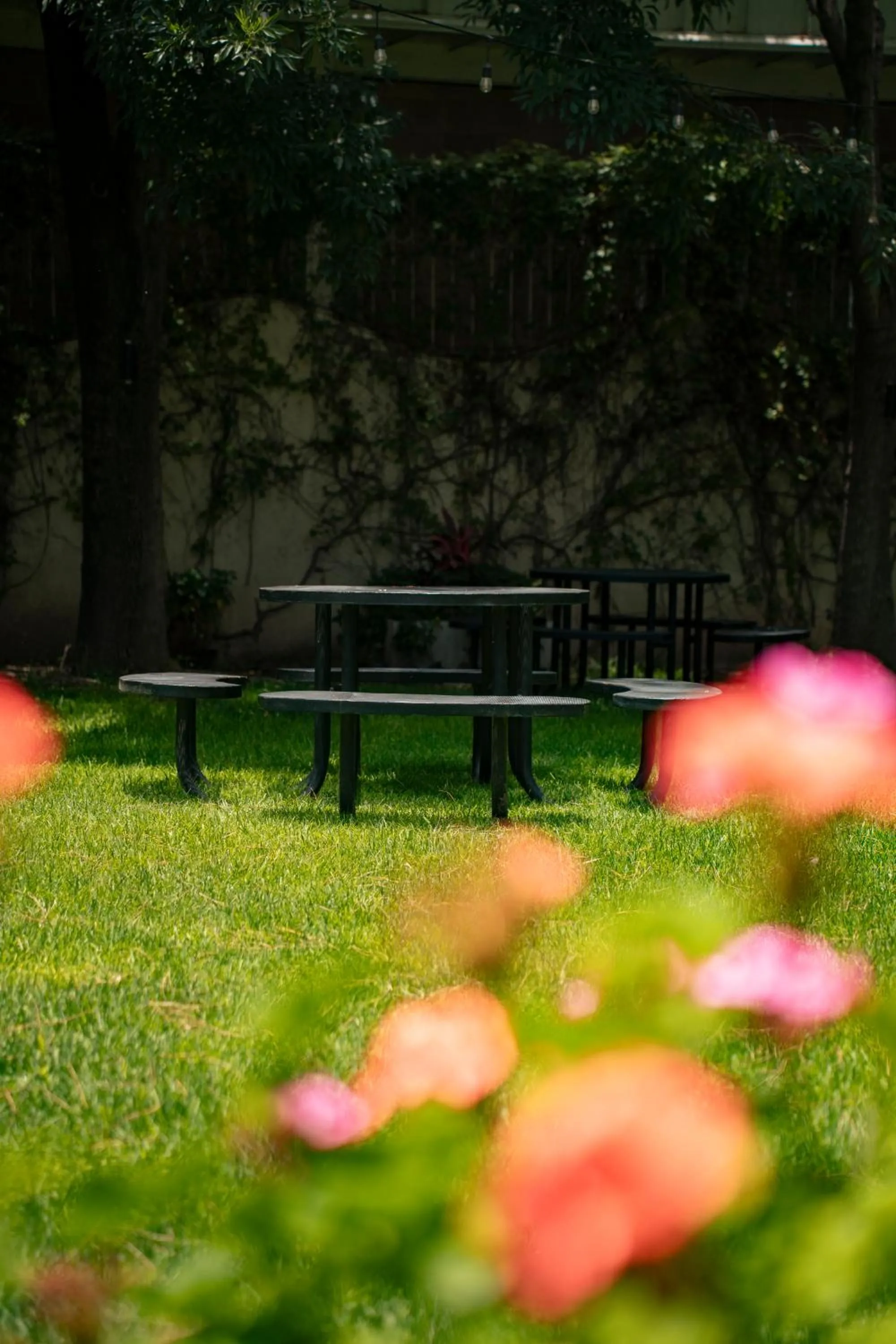 Garden in Hotel Victoria Express