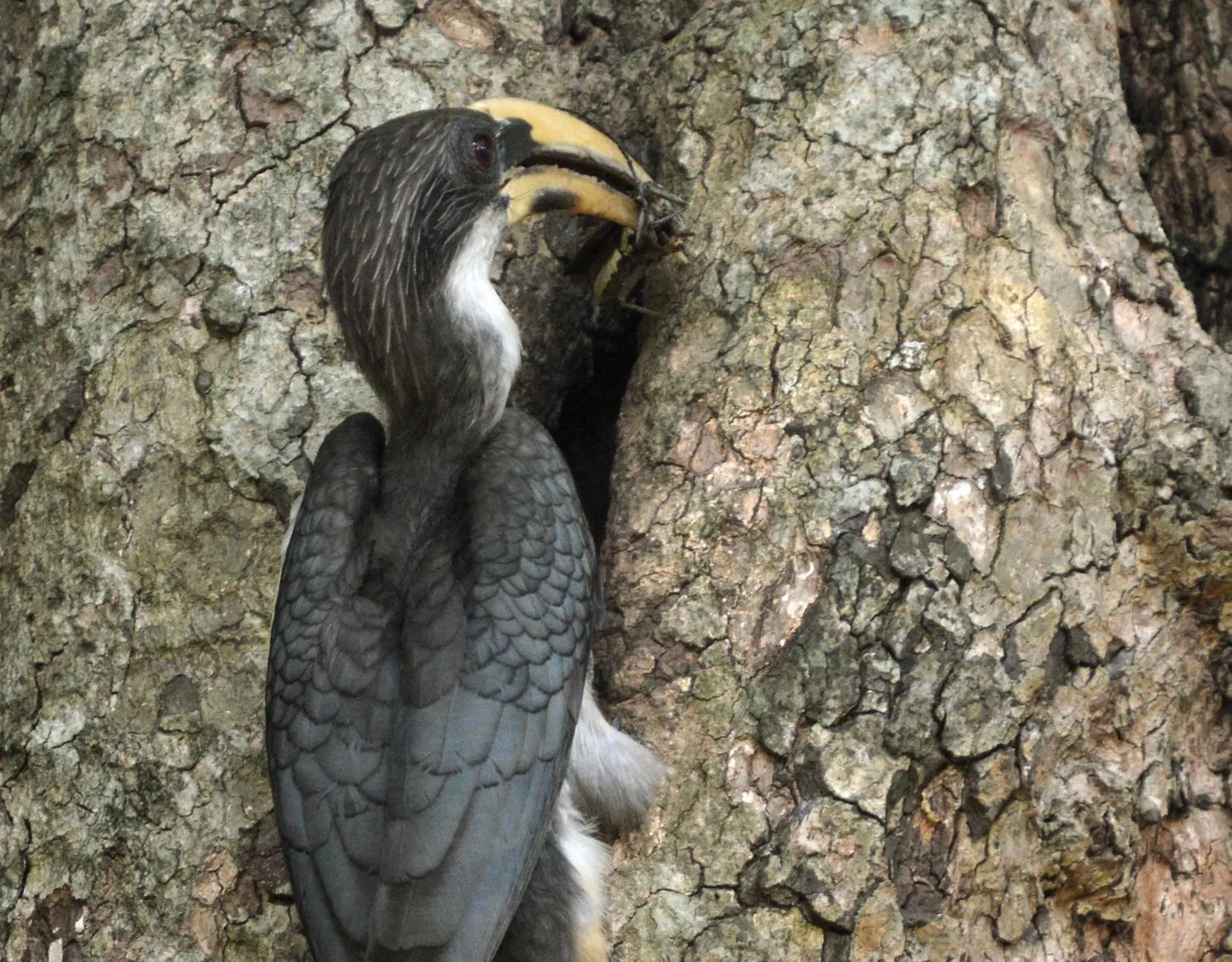 Animals in Mahoora - Yala by Eco Team