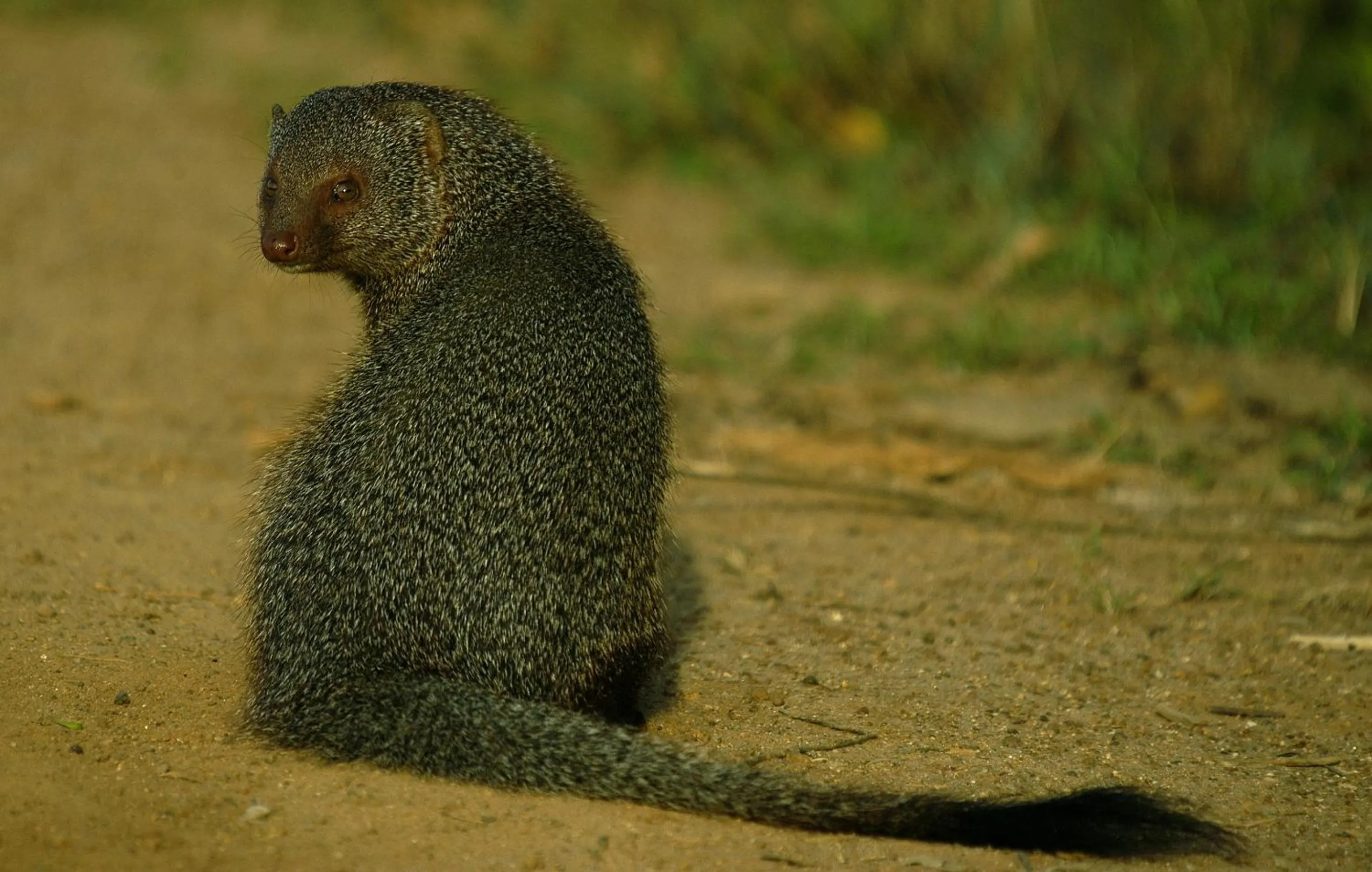 Animals in Mahoora - Yala by Eco Team