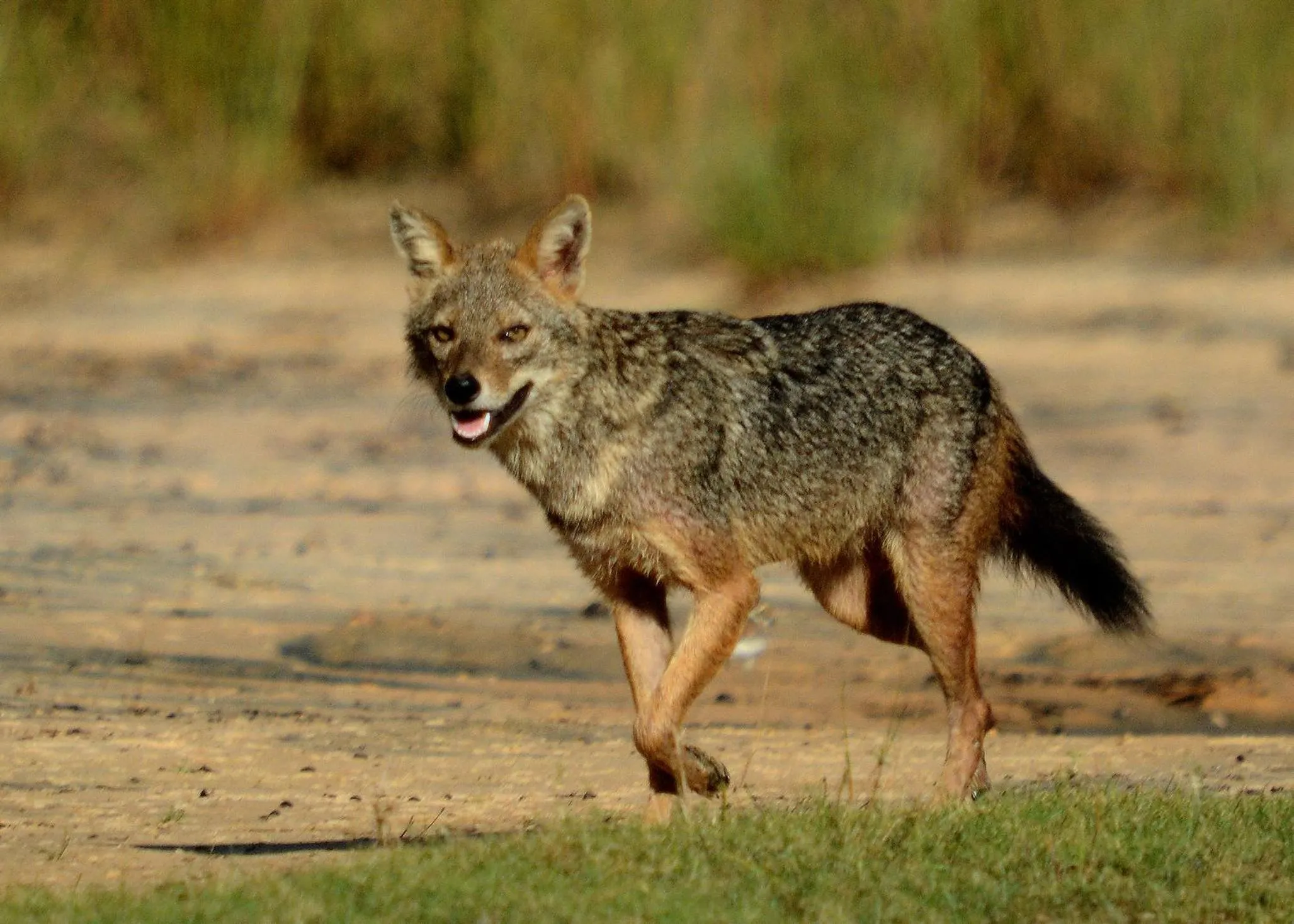 Animals in Mahoora - Yala by Eco Team