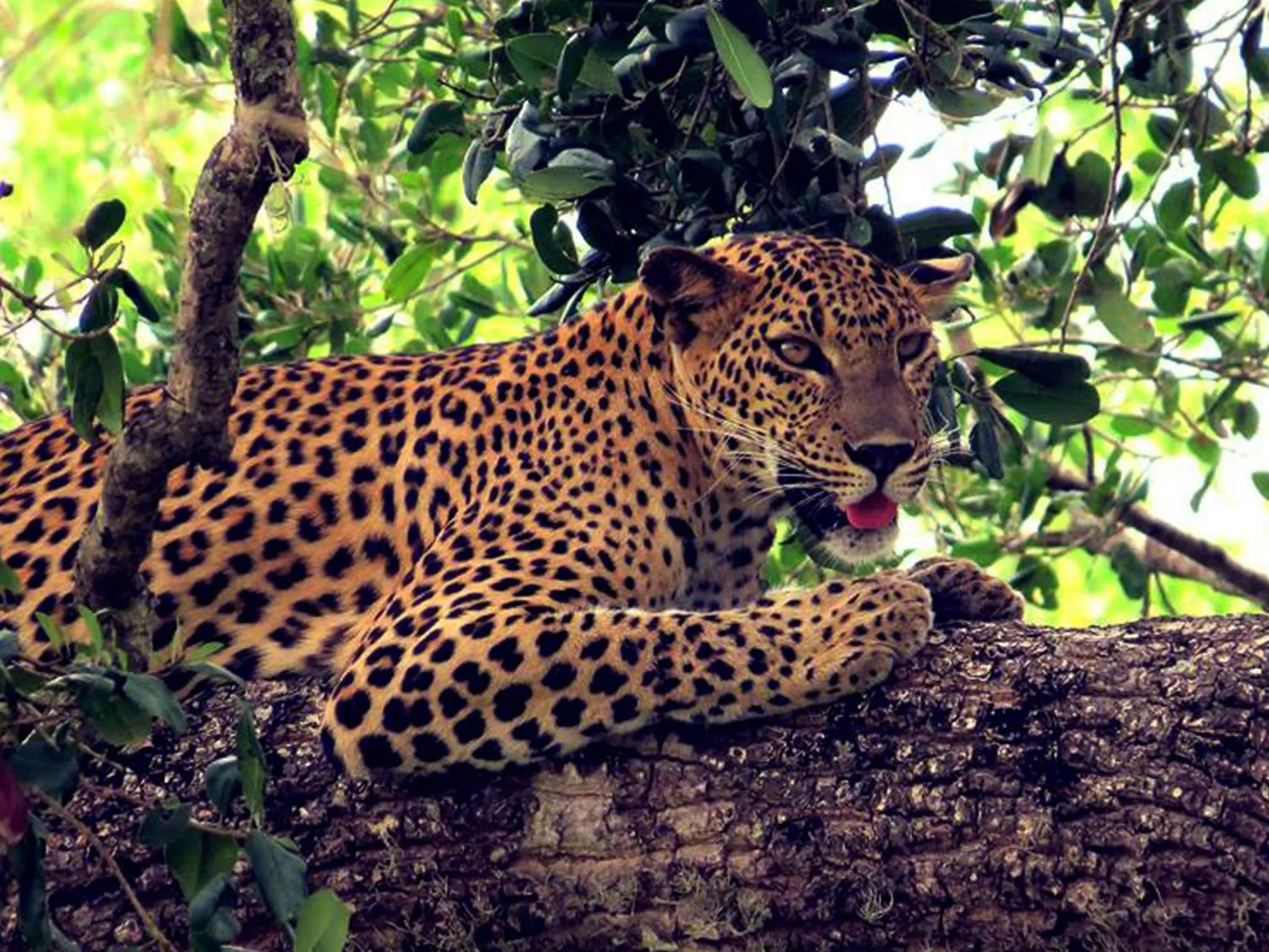 Activities in Mahoora - Yala by Eco Team