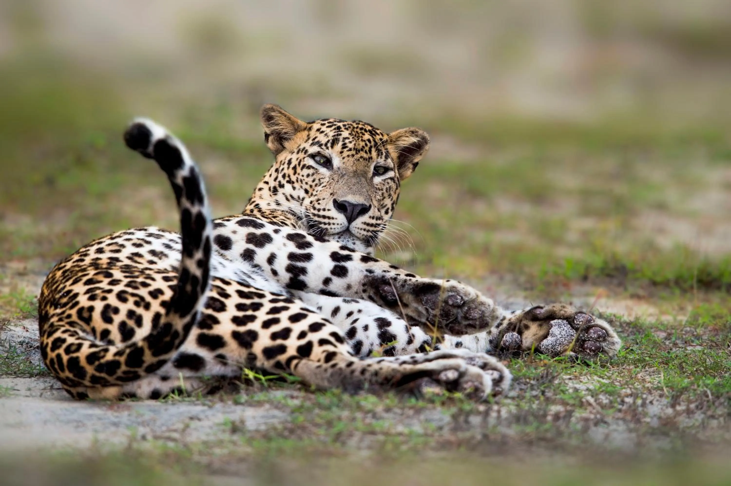 Animals in Mahoora - Yala by Eco Team