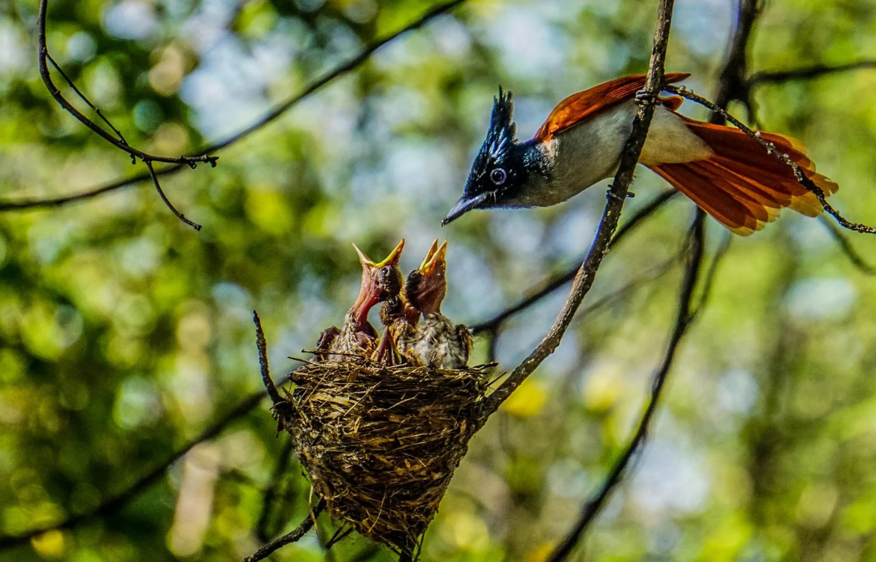 Animals in Mahoora - Yala by Eco Team