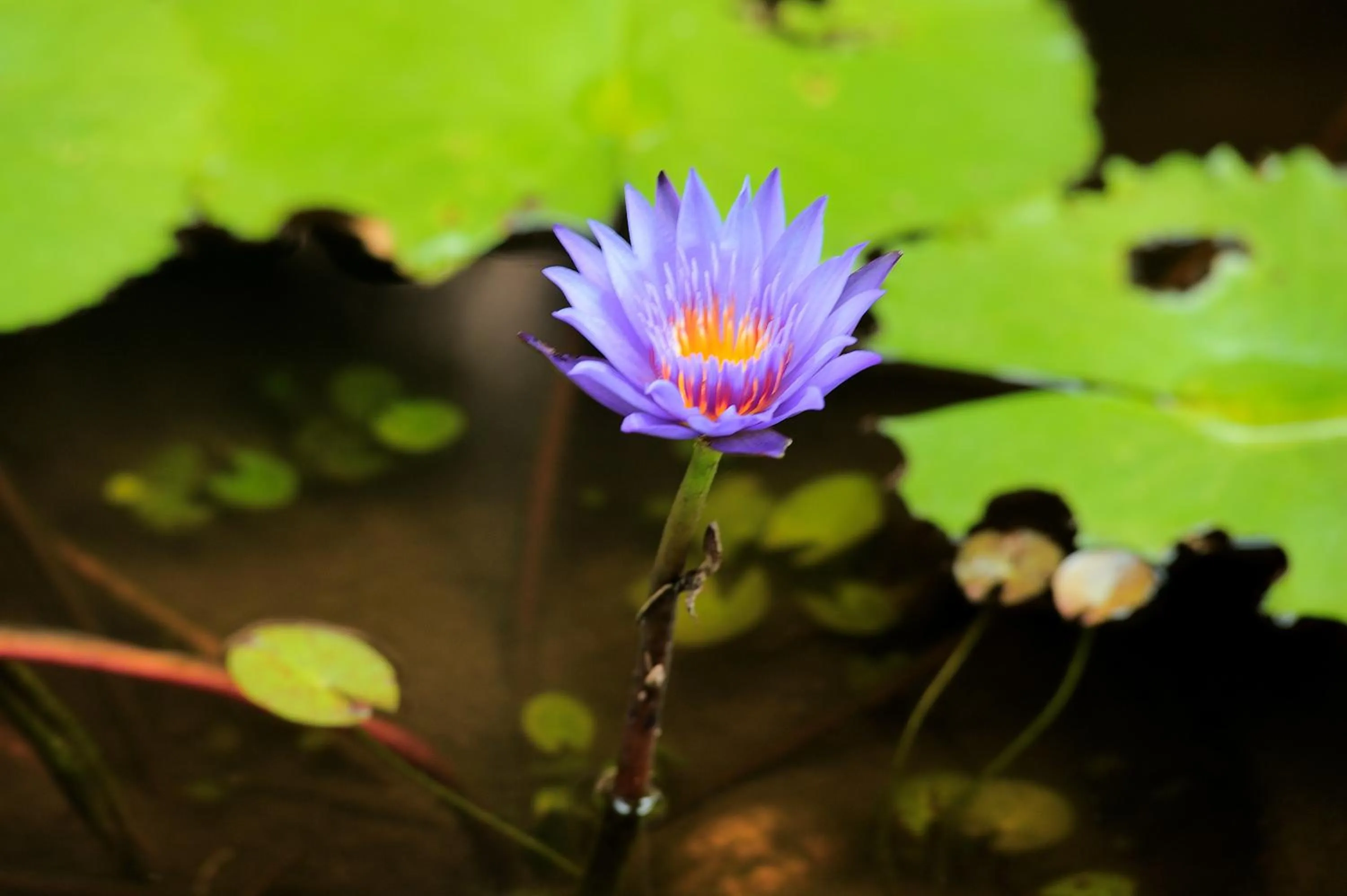 Suankaew Art Cottage