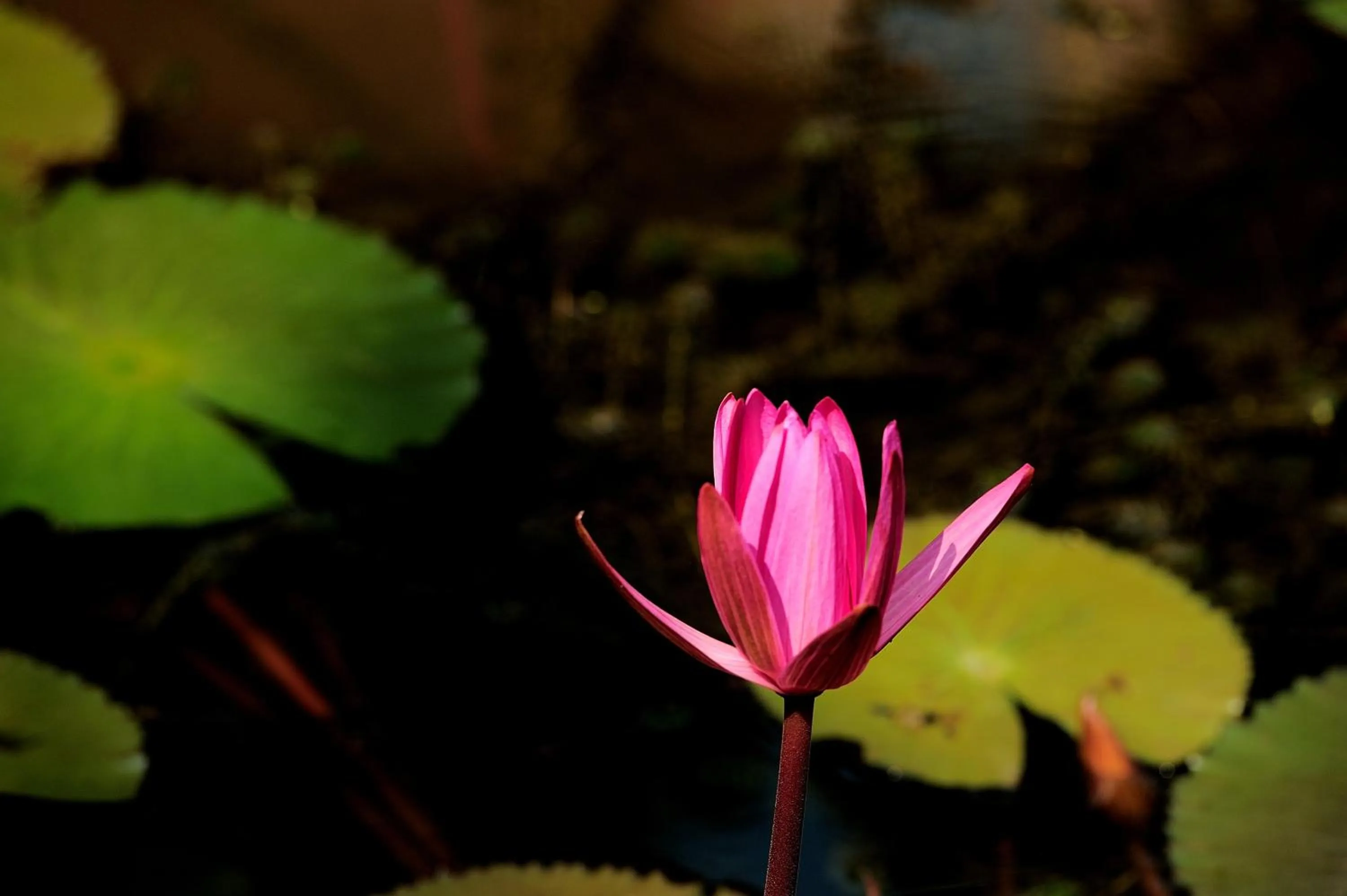 Suankaew Art Cottage