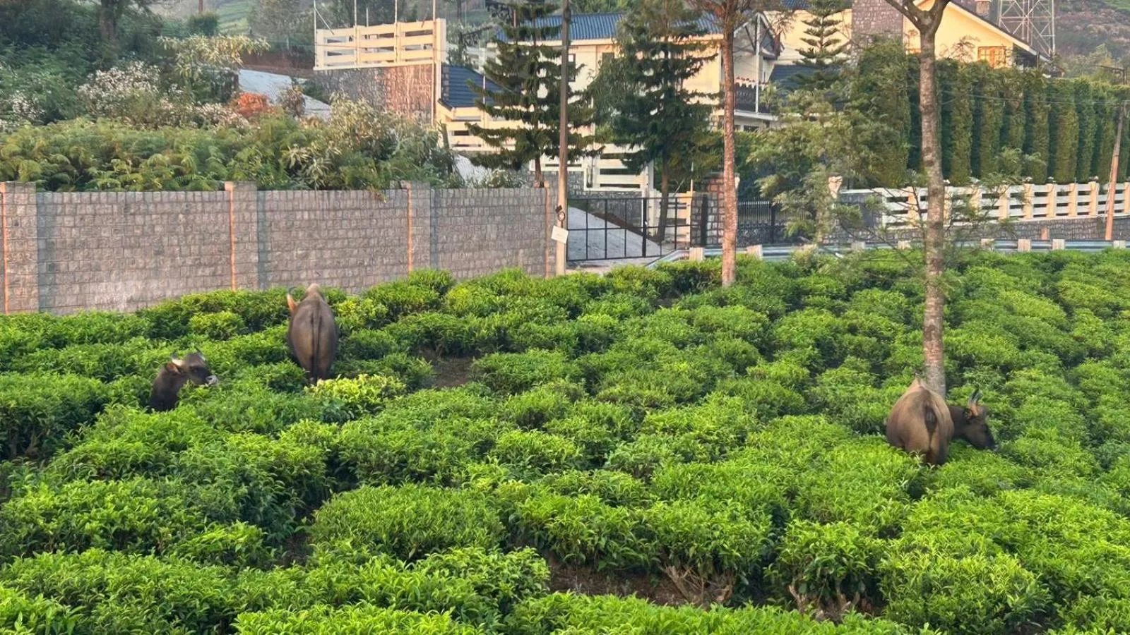 The Den by Trees