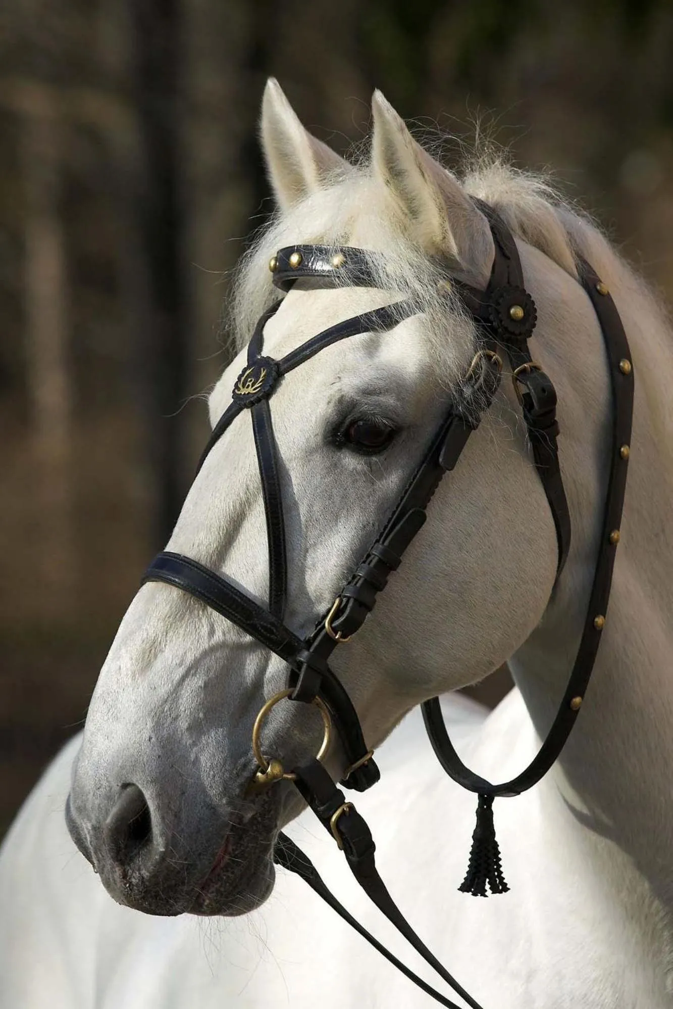 Horse-riding in Lipicai Hotel és Étterem