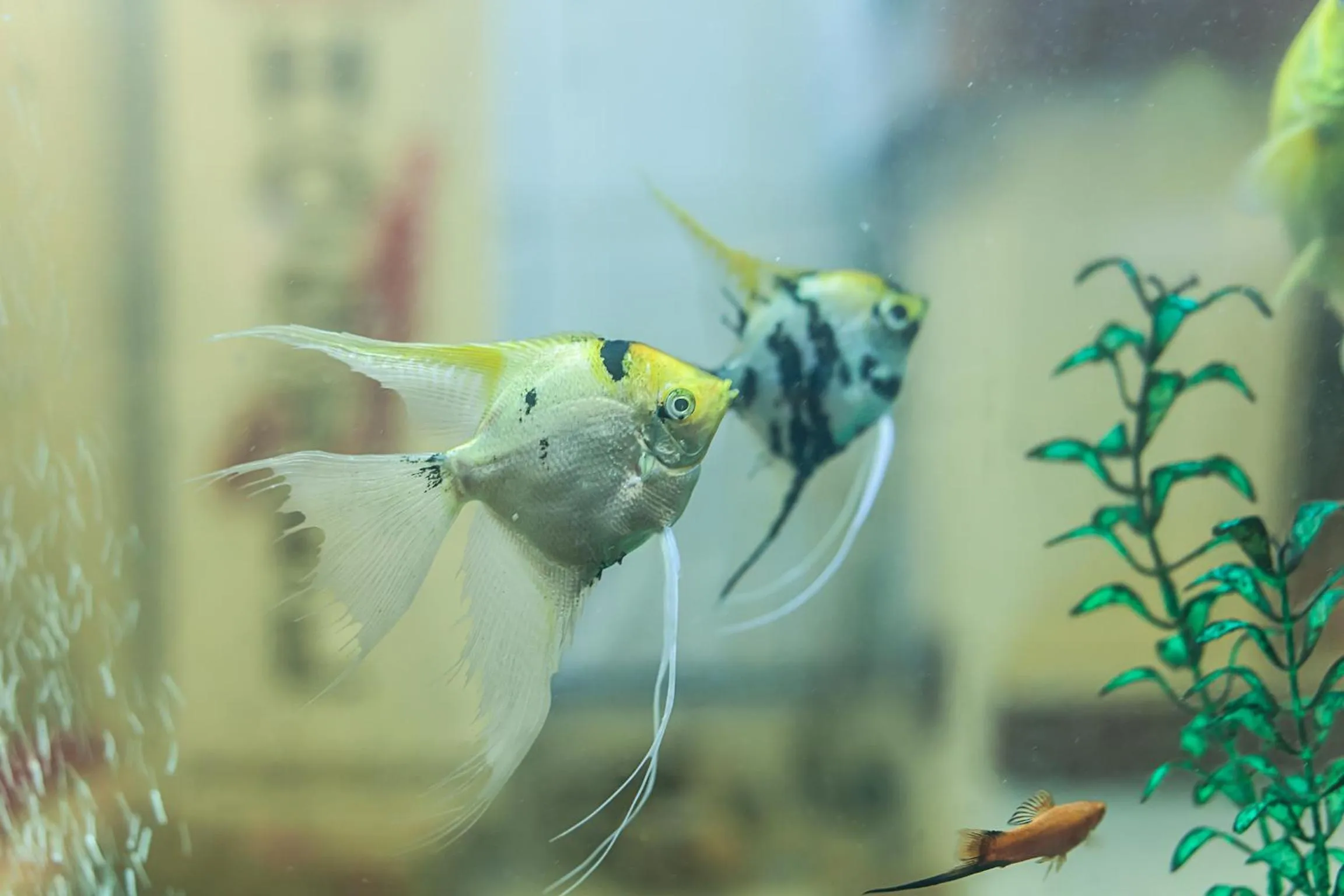 Lobby or reception in Urban Hostel & Apartments