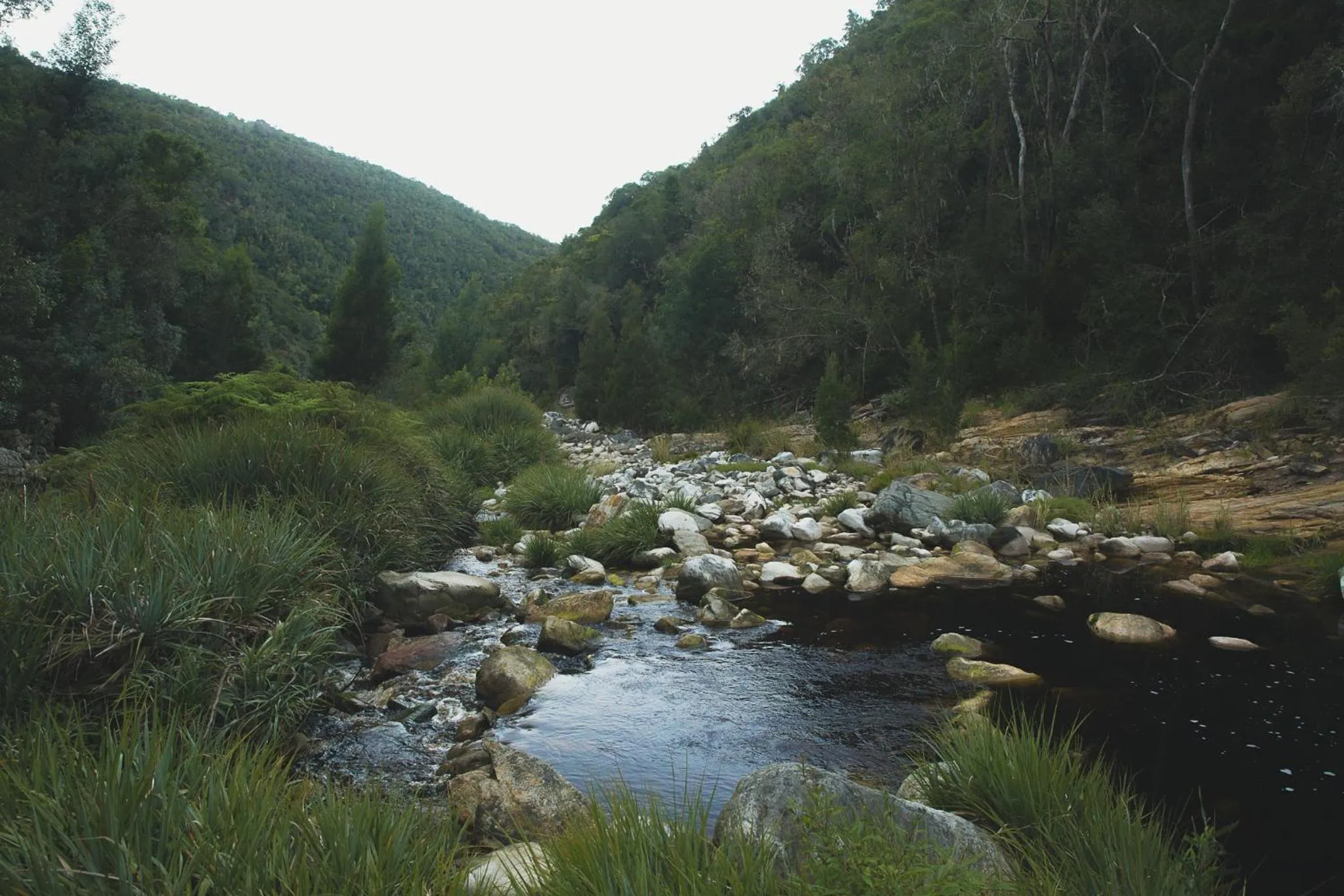 Natural landscape in Teniqua Treetops