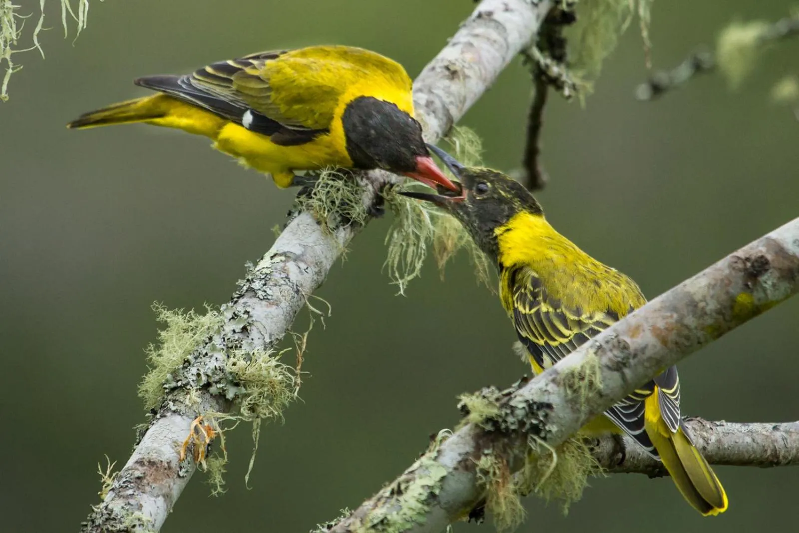 Natural landscape in Teniqua Treetops