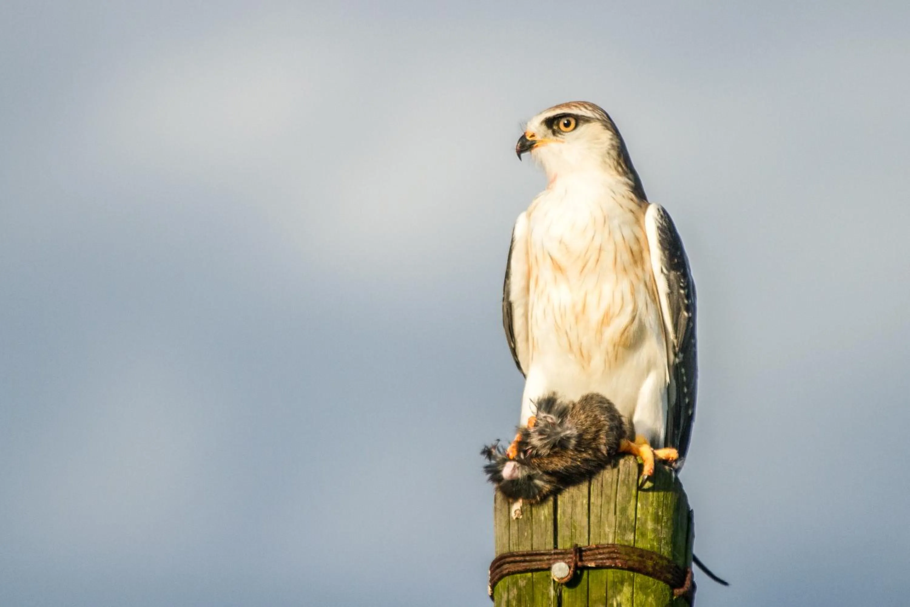 Natural landscape in Teniqua Treetops