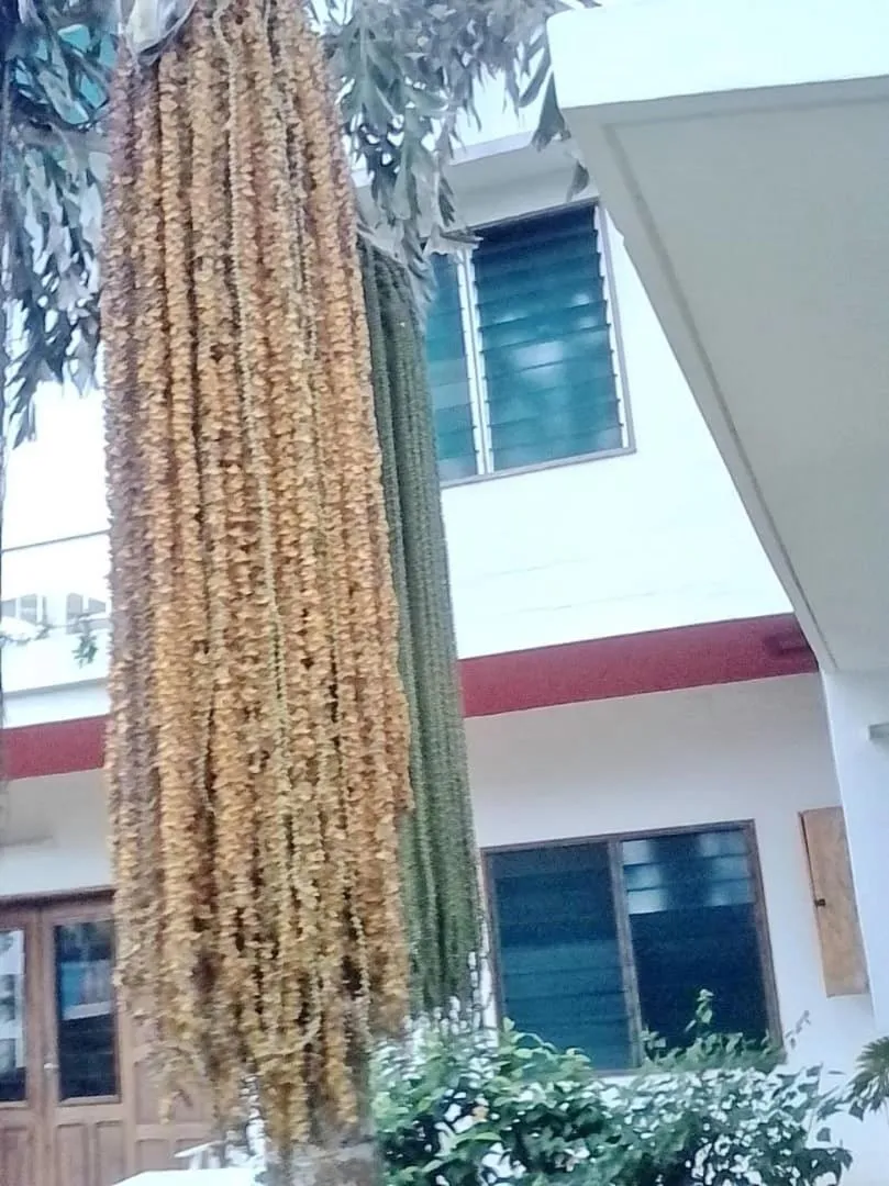 Property building in Villa Ekabo