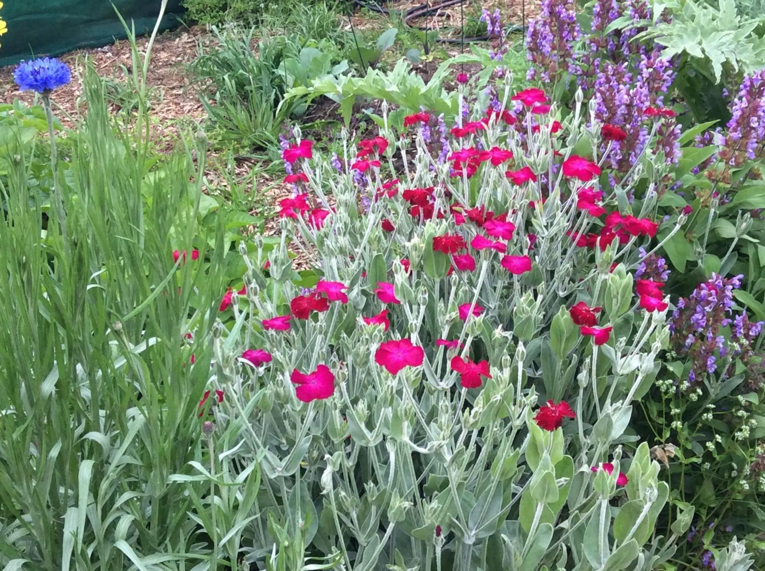 Garden in Aashay Country Stay