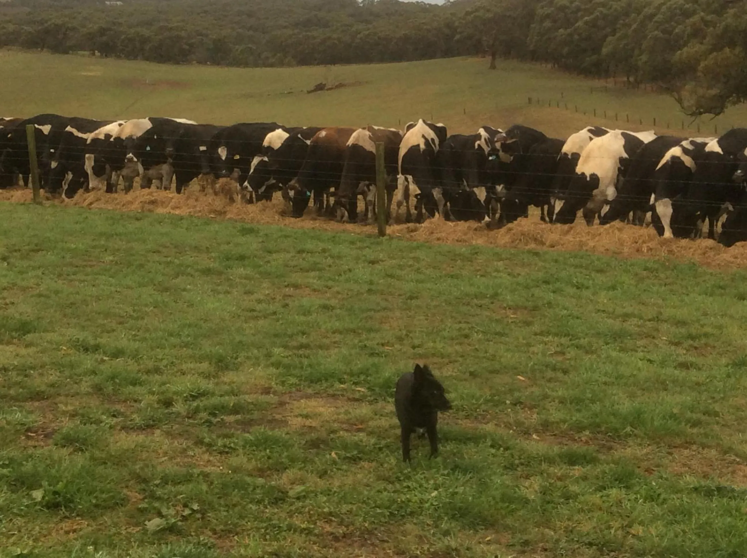 View (from property/room) in Aashay Country Stay