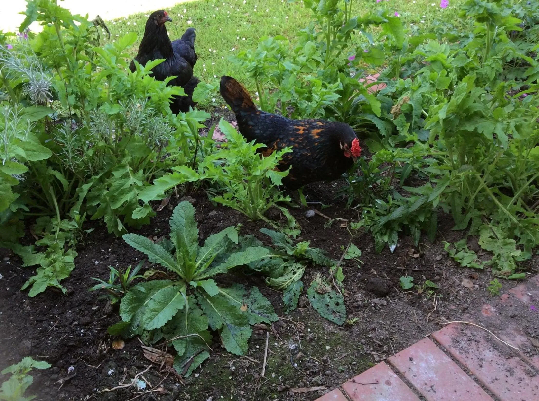 Garden in Aashay Country Stay