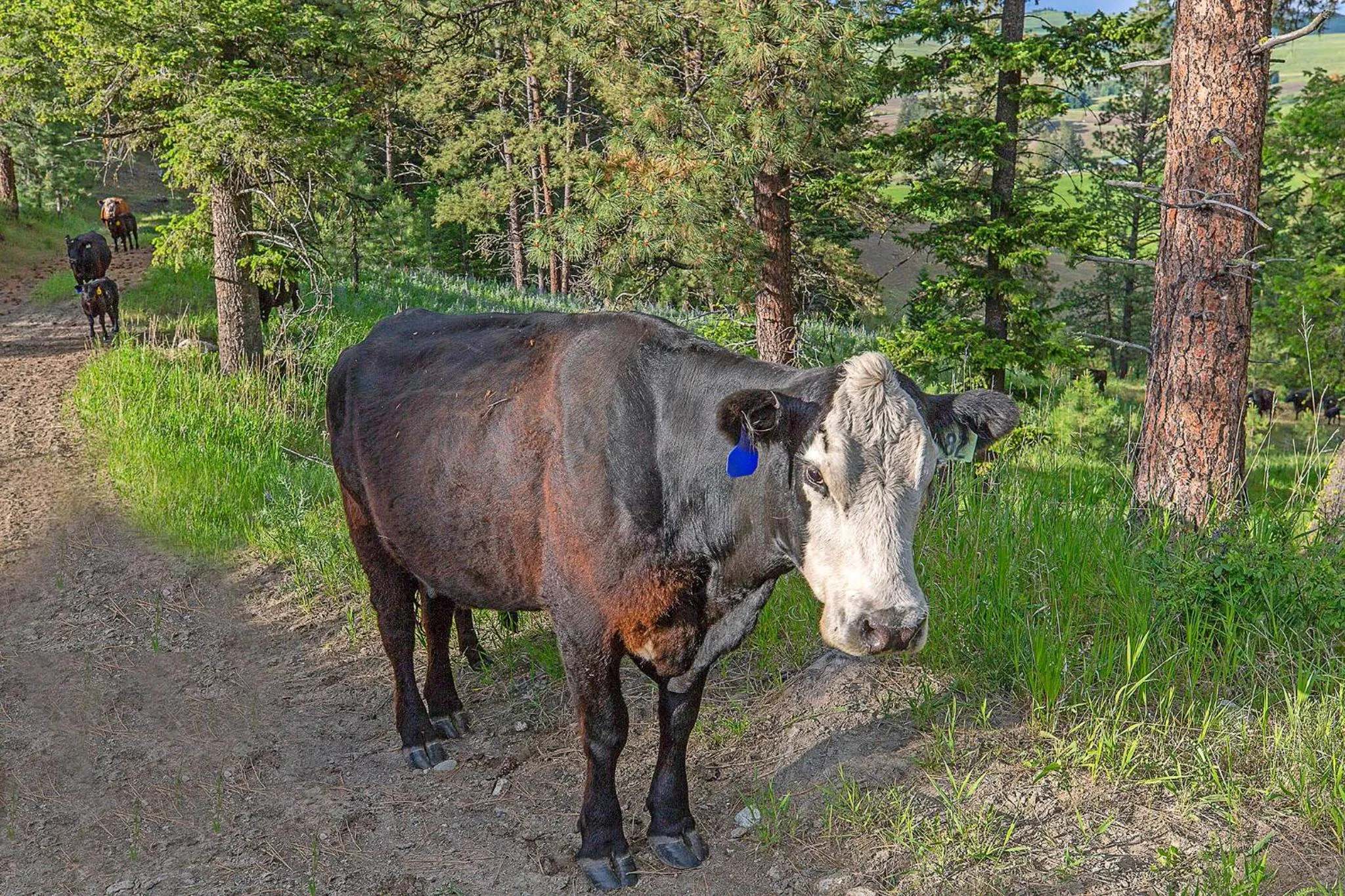Animals in Frontier Cabin
