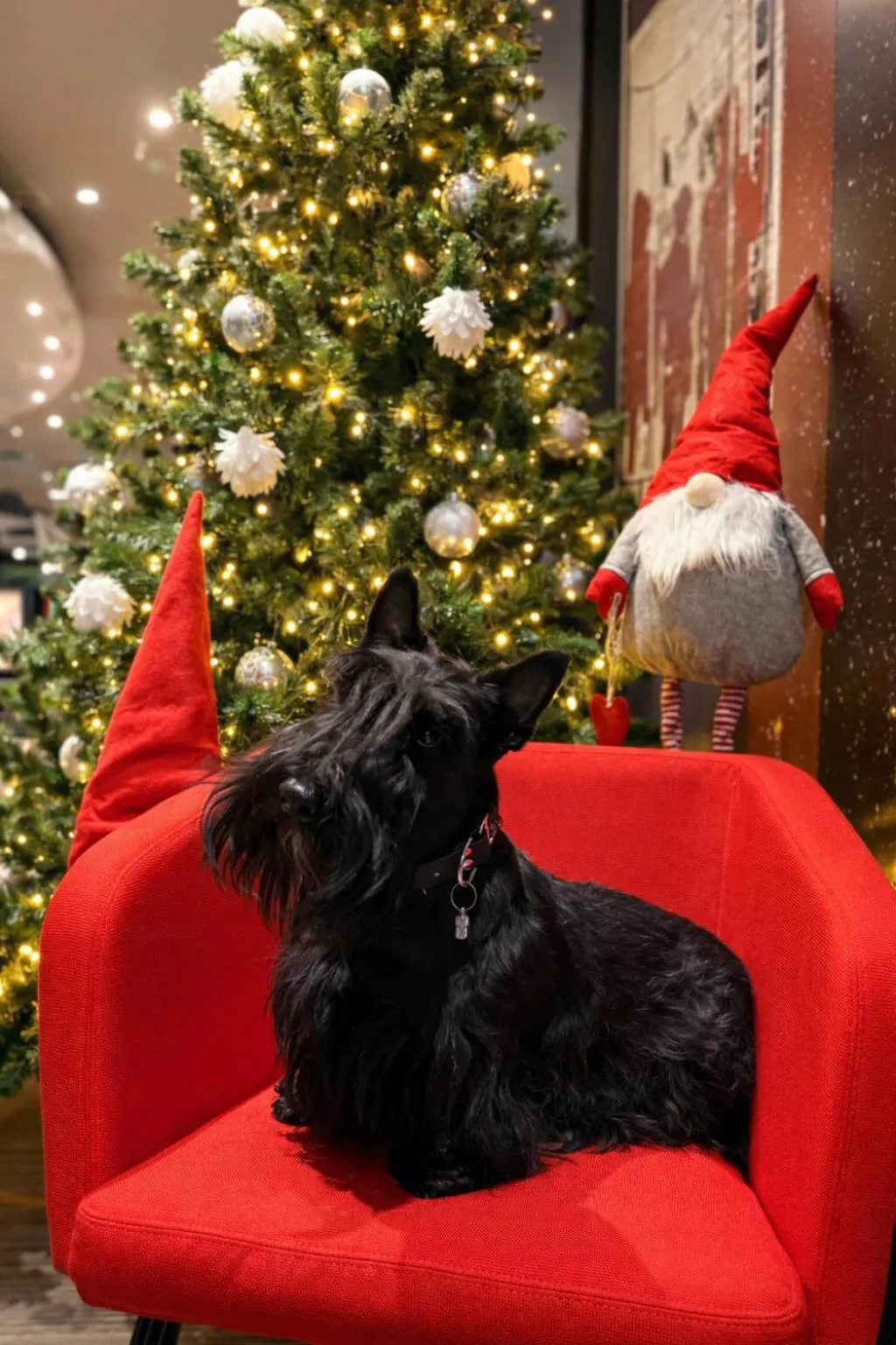 pet friendly in ibis Vilnius Centre