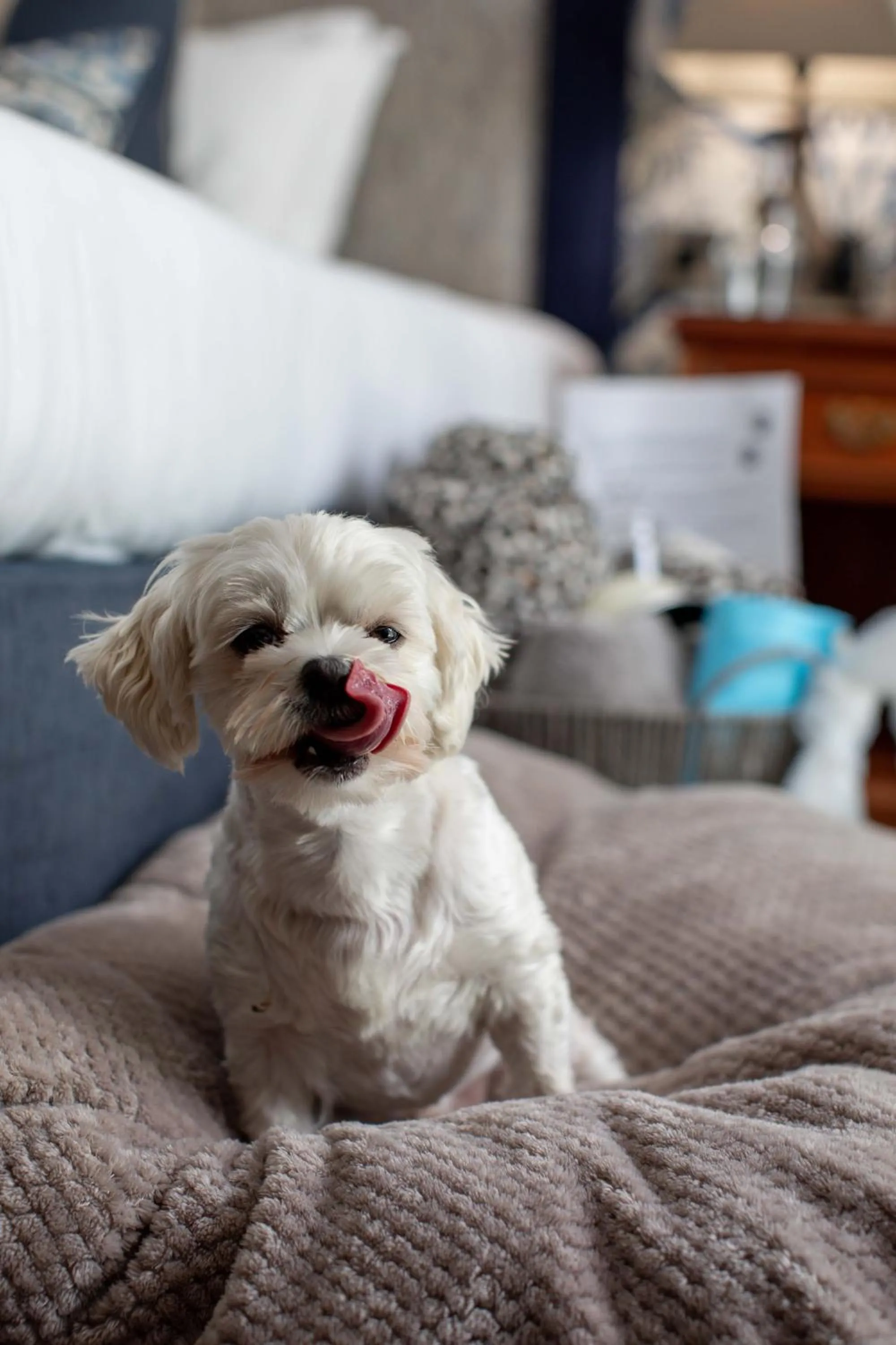 Pets in Penventon Park Hotel