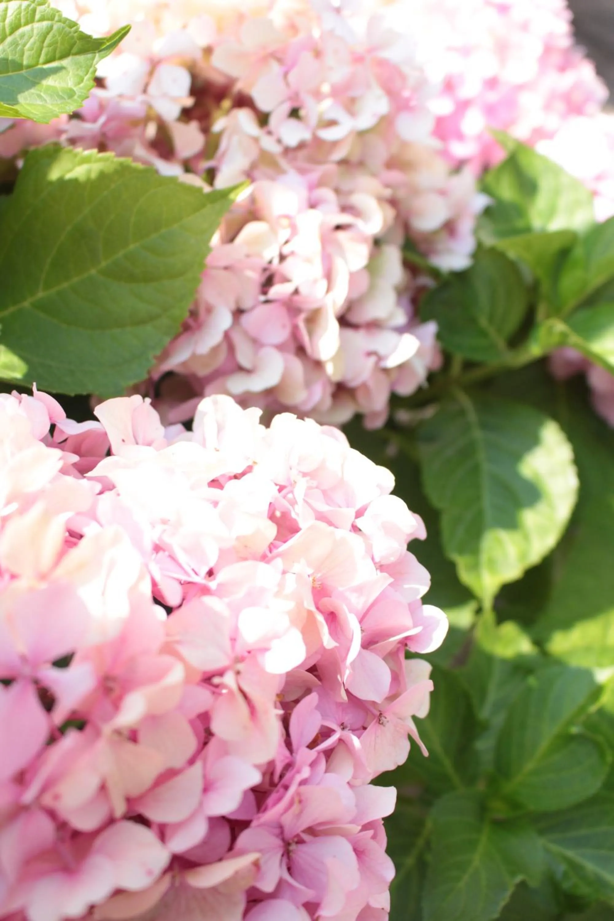 Decorative detail in Ianus Guest House