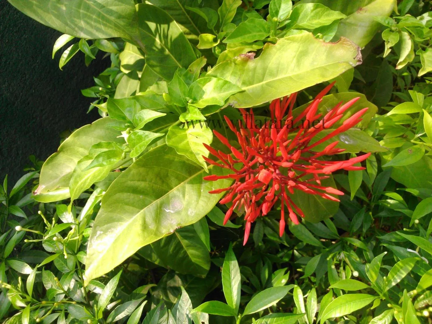 Garden in Villa Tara