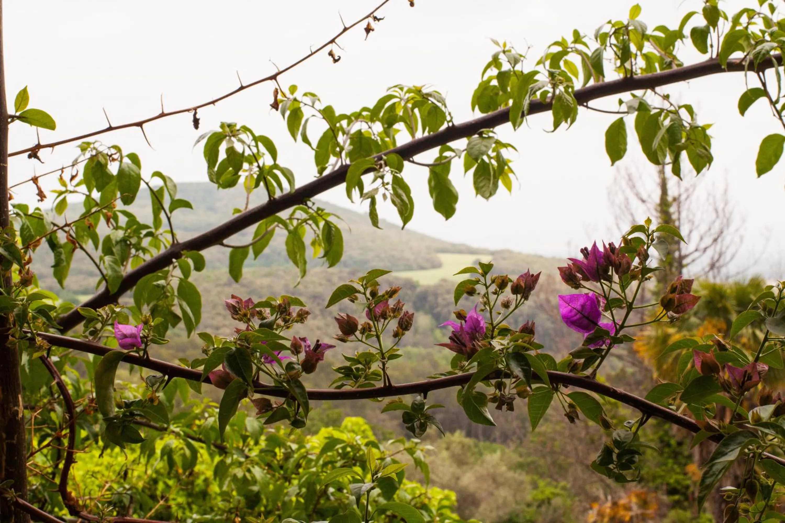 Natural landscape in Masia Can Pou