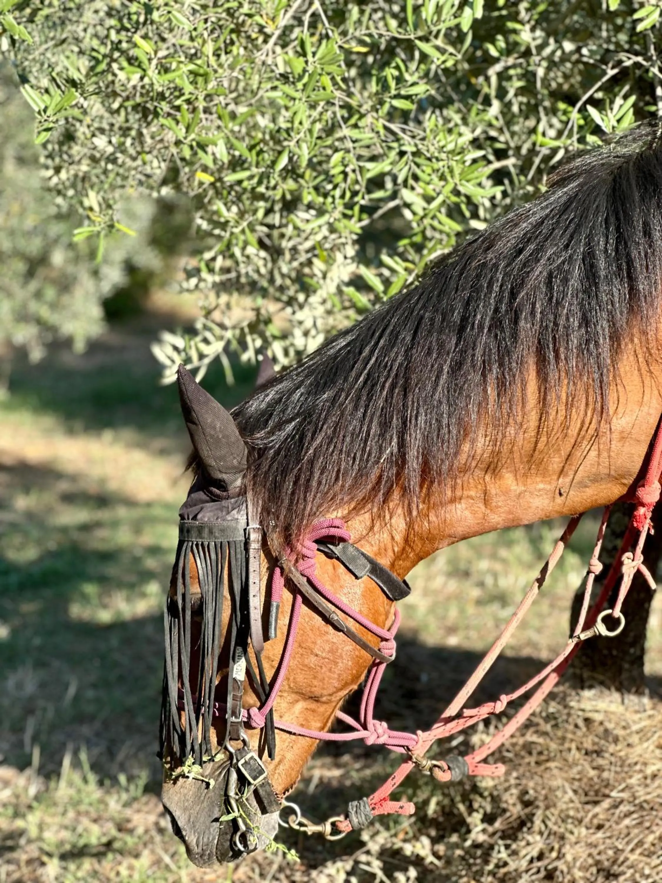 Horse-riding in Agriturismo Fattoria Lavacchio
