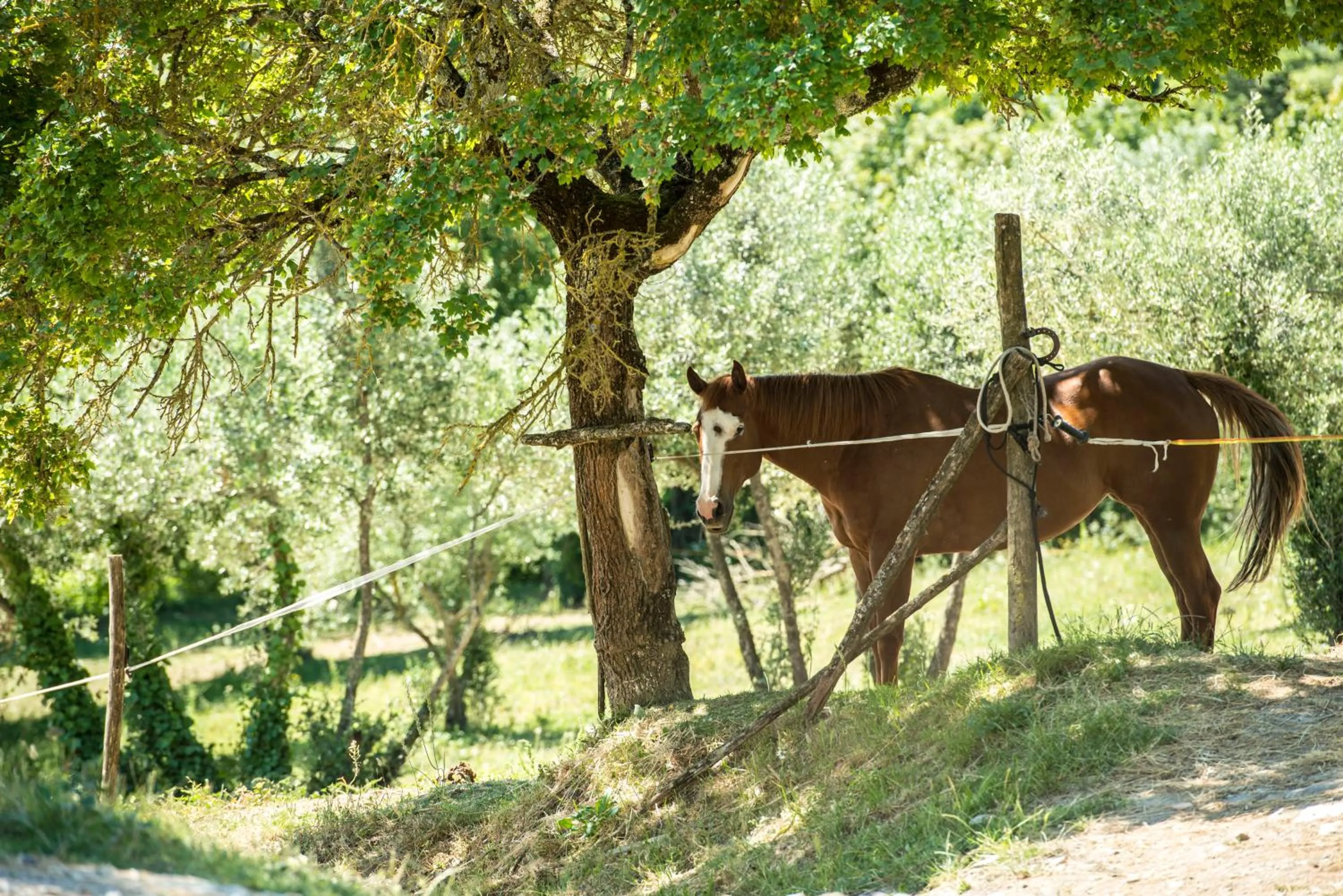 Animals in Agriturismo Fattoria Lavacchio