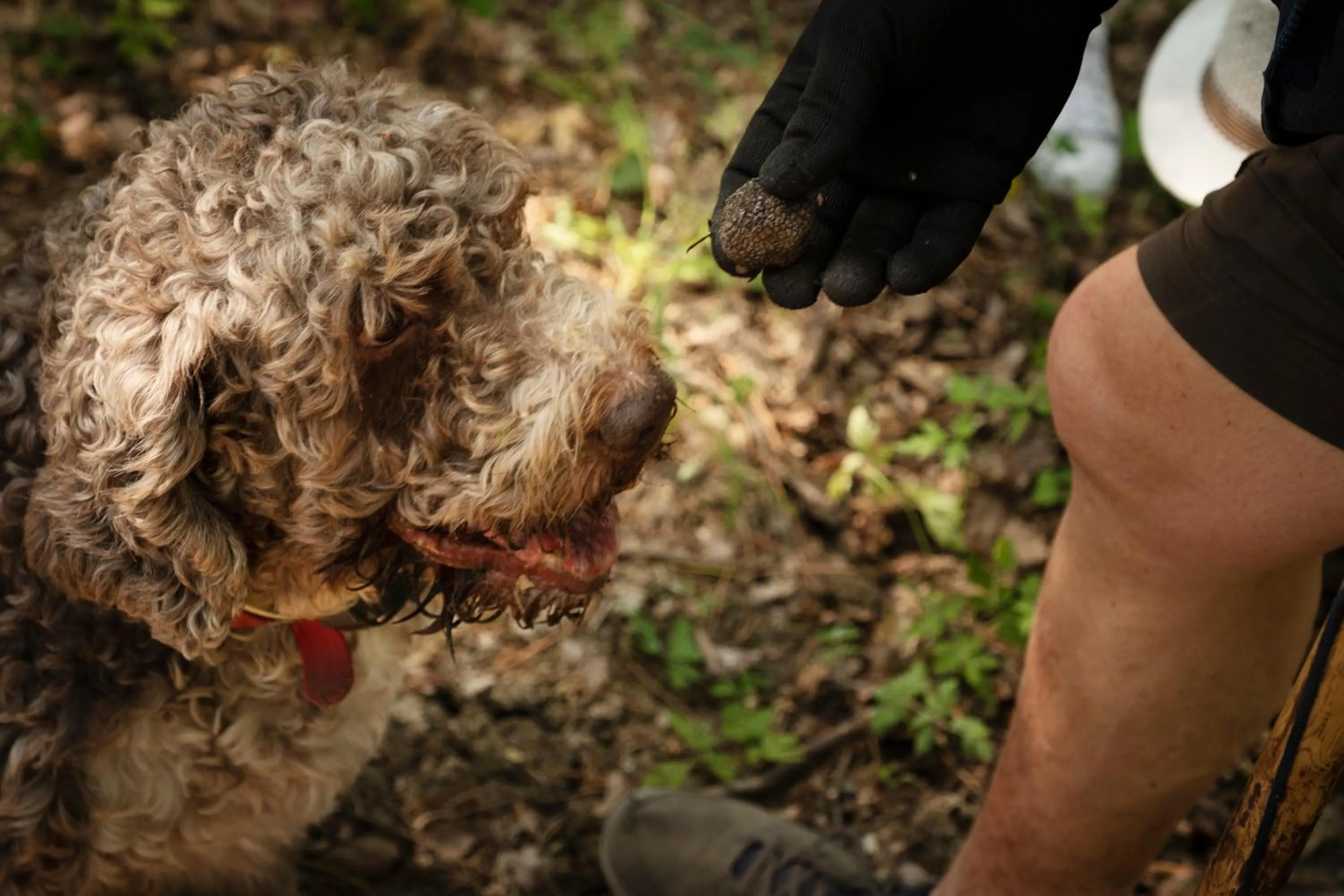 Animals in Agriturismo Fattoria Lavacchio