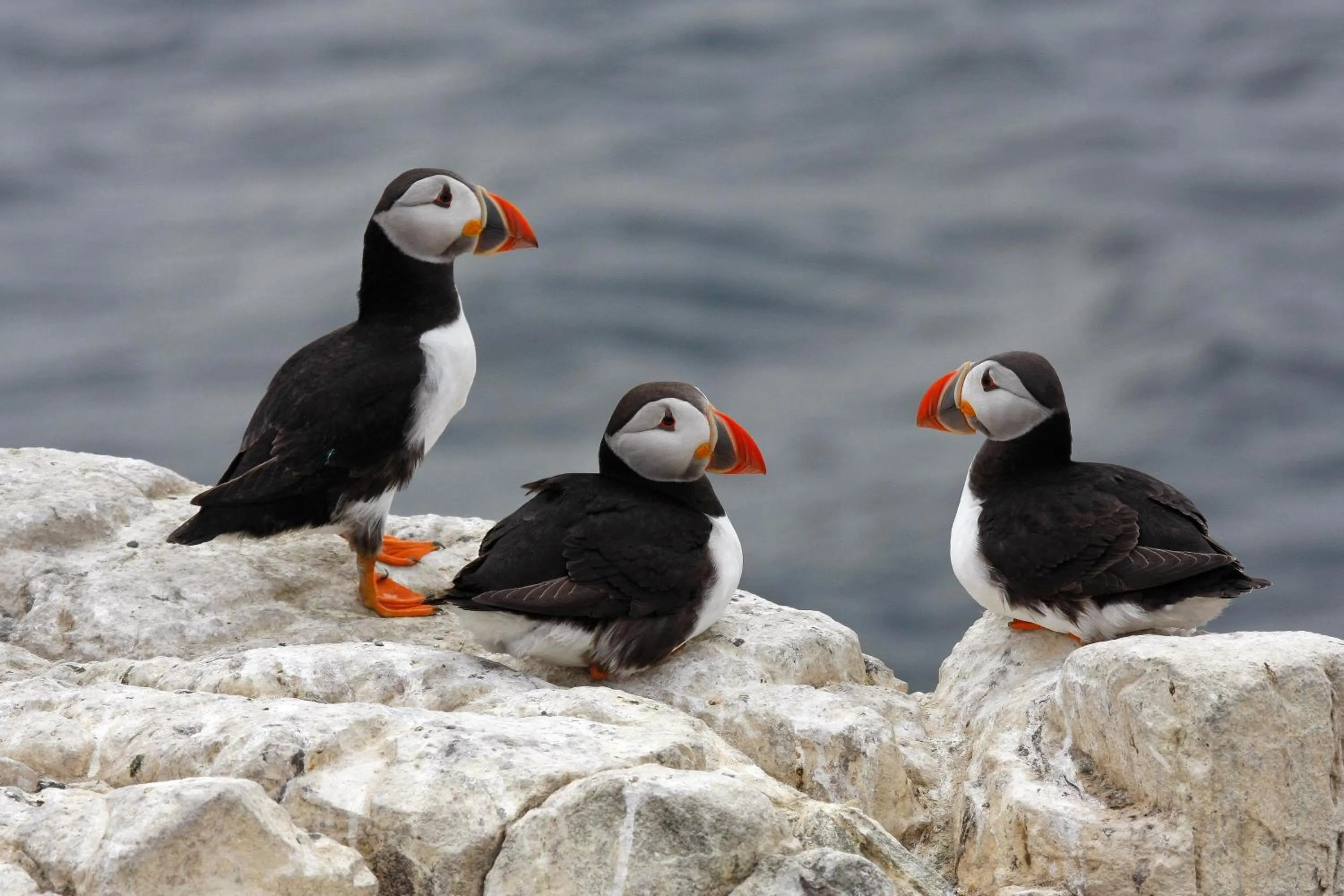 Animals in Springwood