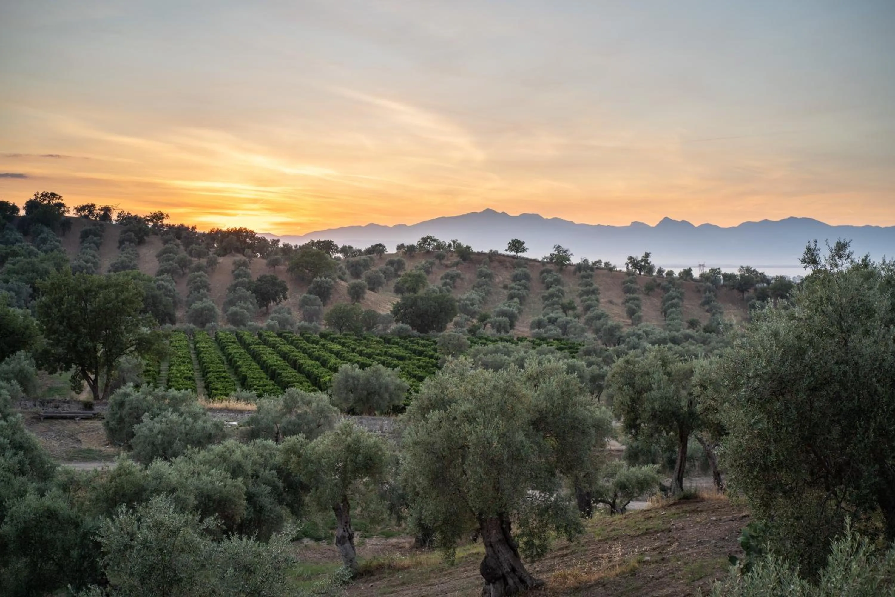 Garden view in Tenuta Ciminata Greco