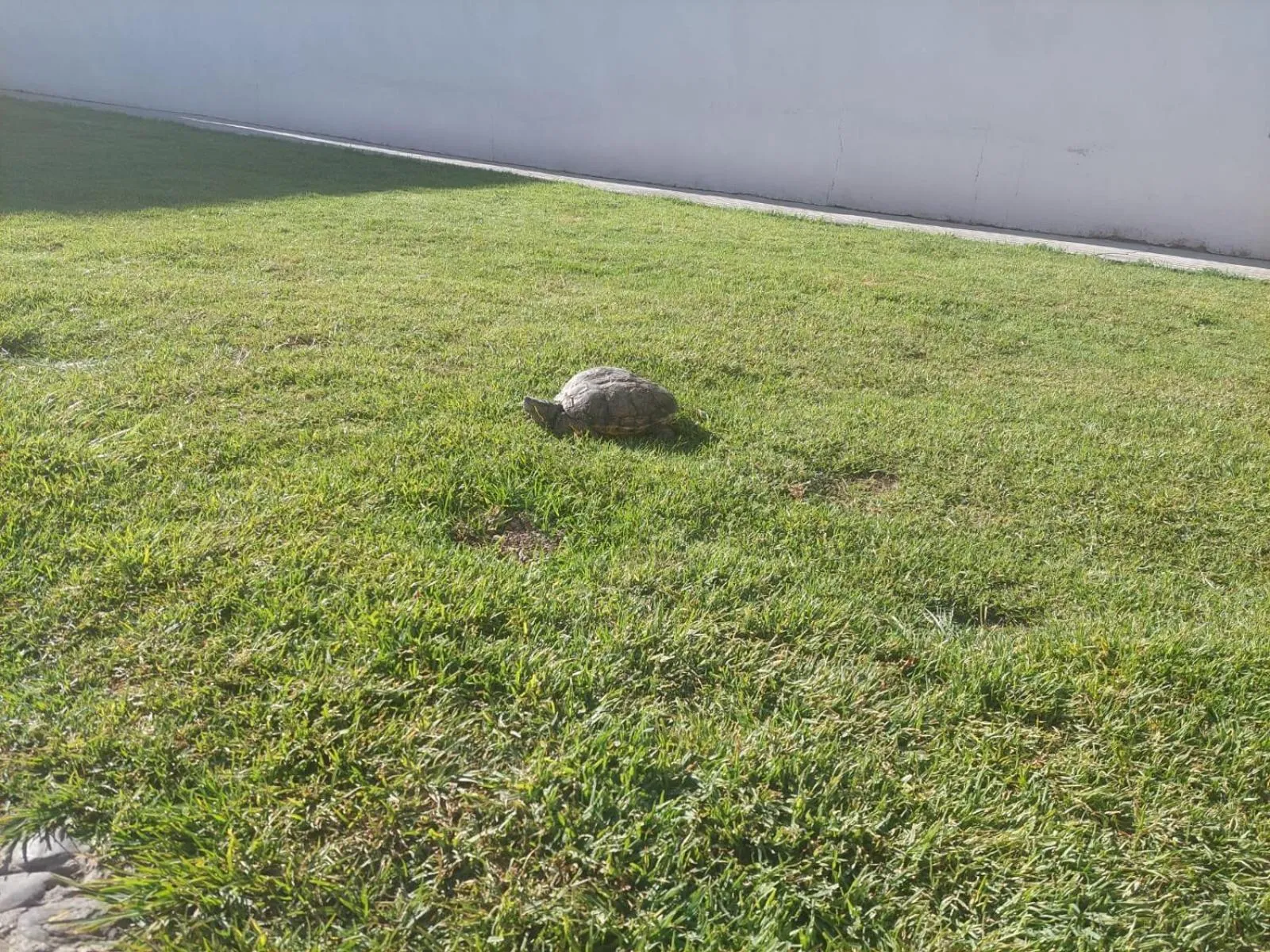 Pets in Posada del Ángel