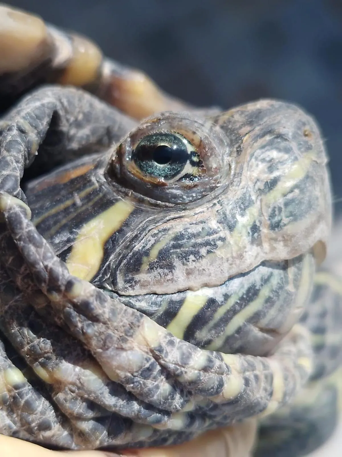 Animals in Posada del Ángel